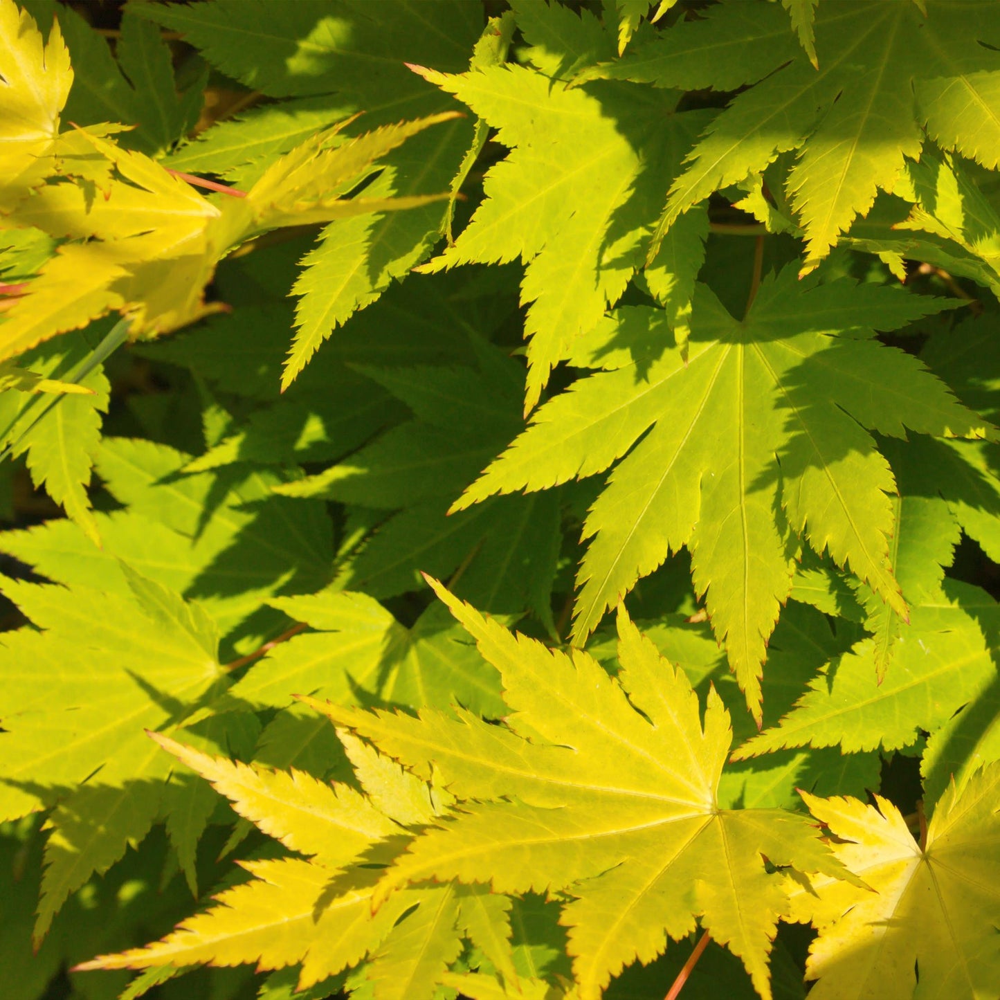 GreenboutiQ - Balkonpflanze - Japanischer Ahorn - Acer palmatum Jordan - Gelb - 2 Pflanzen - Laubabwerfend - Topf 19cm Höhe 70cm