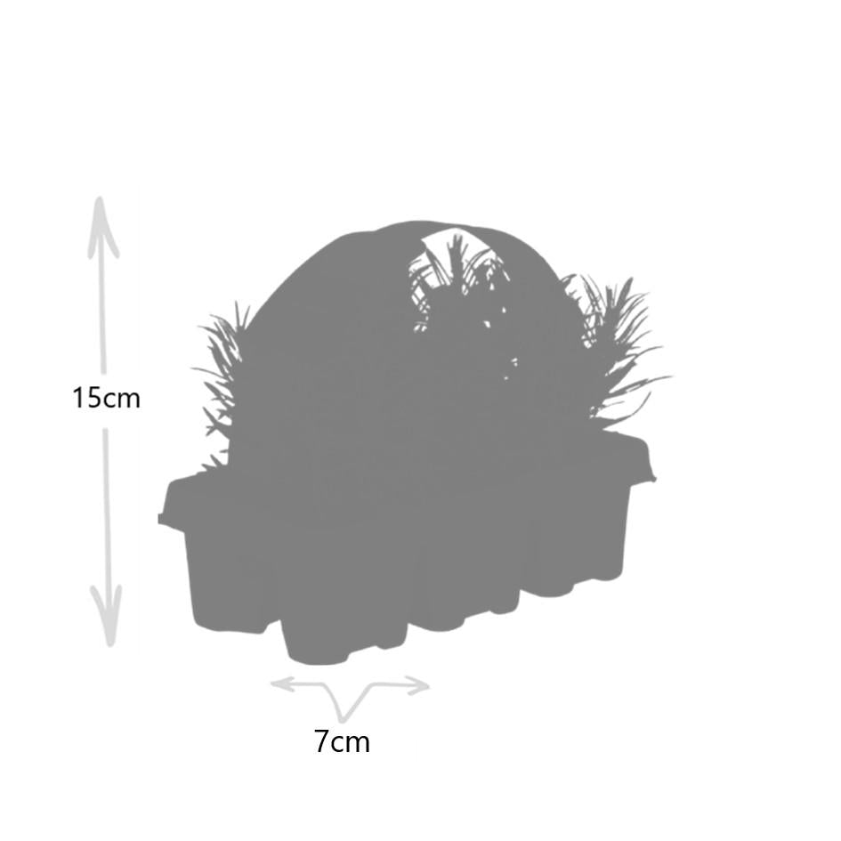 4x 6 pack Lavendel angustifolia - Ø7 cm - ↕15 cm