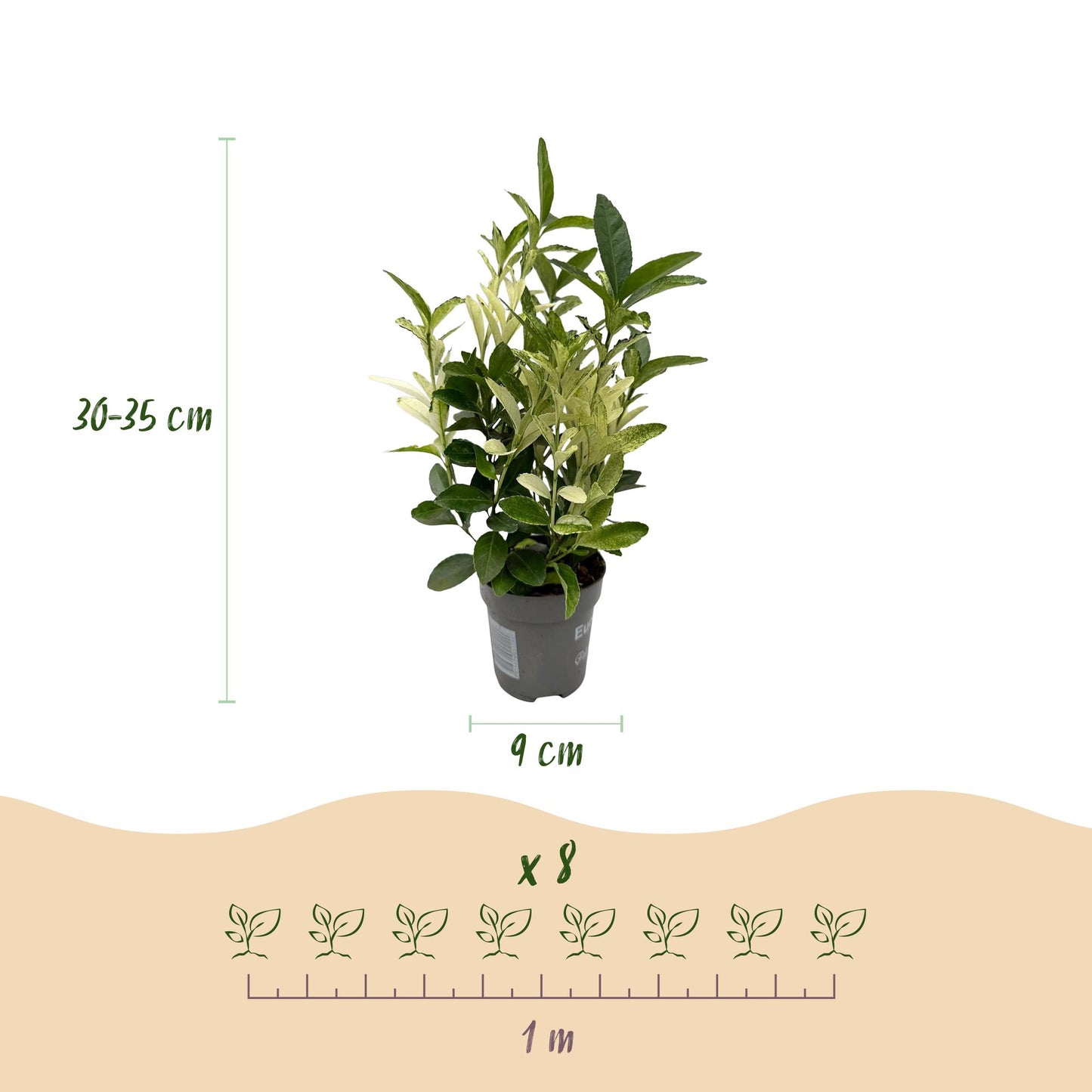 GreenboutiQ - Heckenpflanzen - Euonymus japonica Paloma Blanca - Blatt Grün und Weiß - 8 Pflanzen - 1 Laufender Meter - Immergrün - Topf 9cm Höhe 30-35cm
