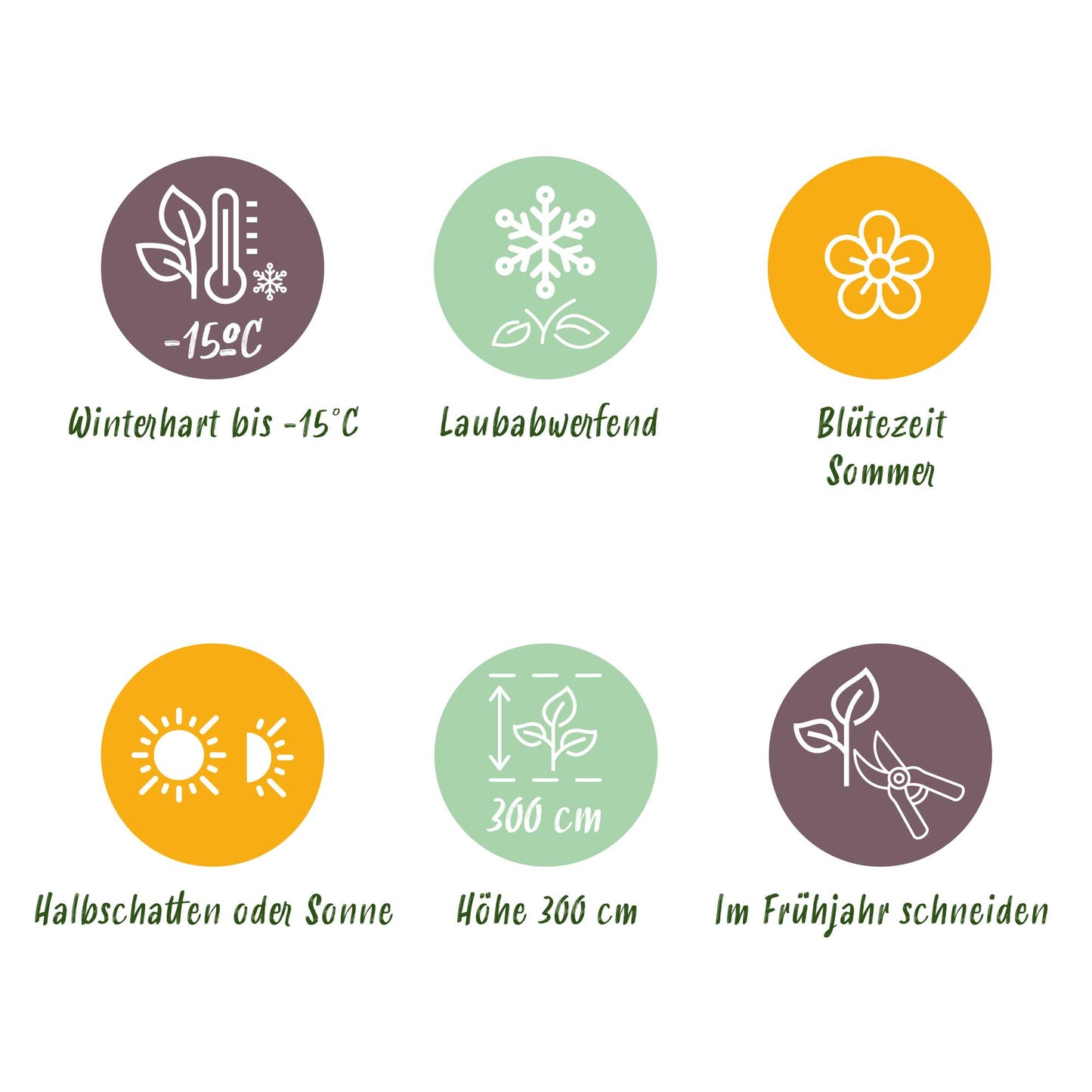 GreenboutiQ - Gartenpflanze - Cotinus coggyria Lilla - Lila 3 Pflanzen - Laubabwerfend - Pflegeleicht - Topf 12cm Höhe 35cm