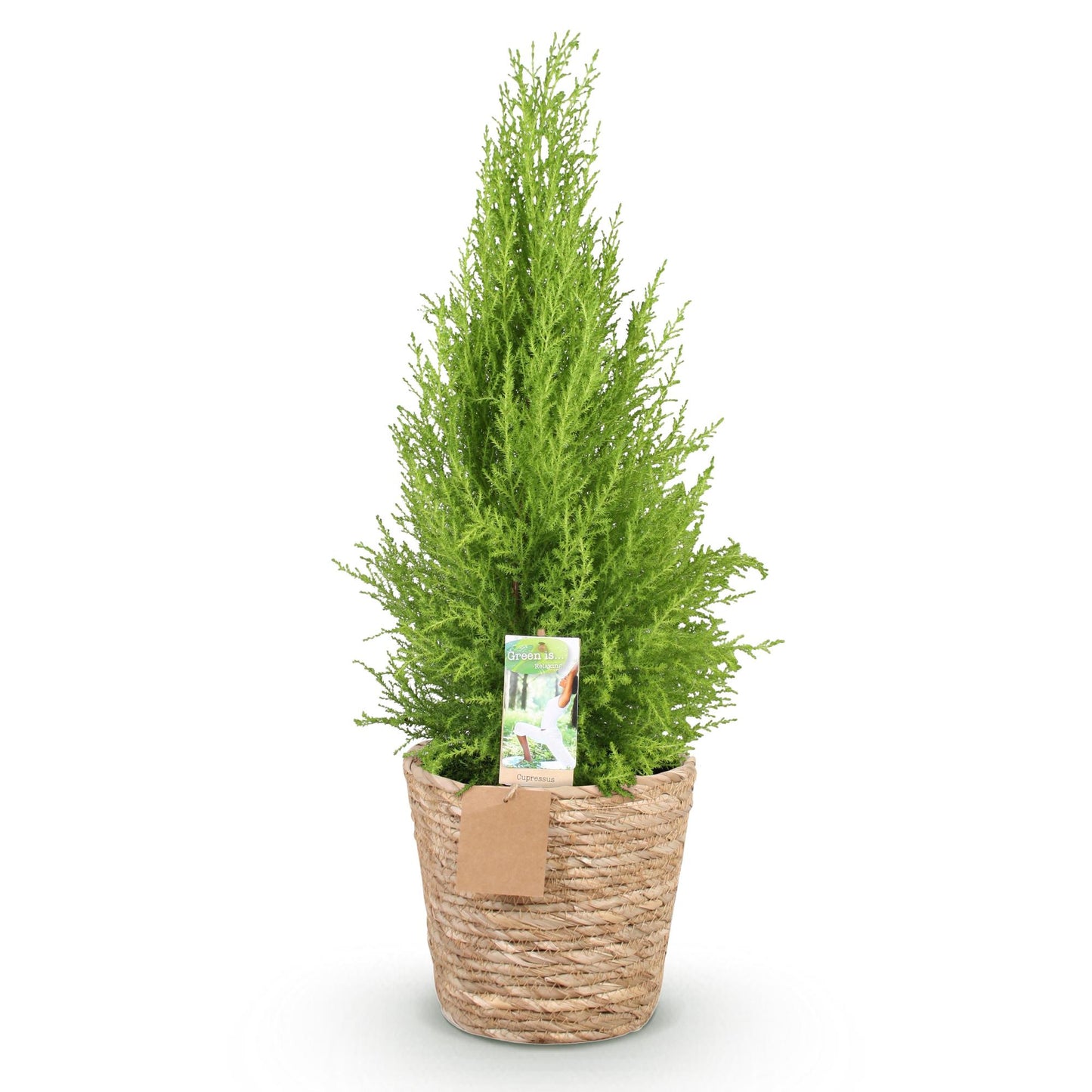 Green boutiQ - Zimmerpflanzen - Cupressus Gold Crest Wilma - Zimmerkonifere - Wenig Pflege - mit Korb - Grün - 1 Pflanze - Topf 21cm - Höhe 85-95cm