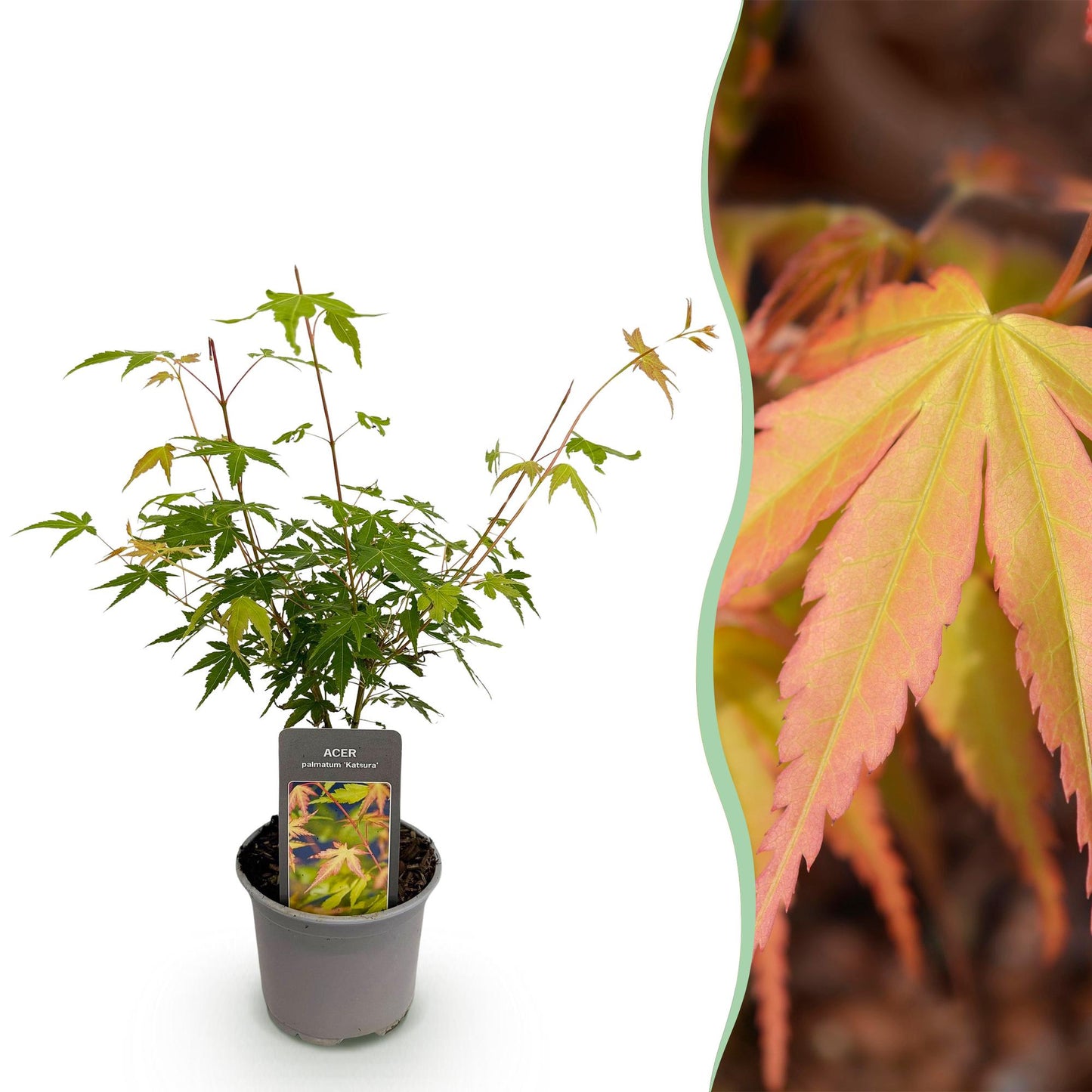 GreenboutiQ - Gartenpflanze - Acer palmatum Katsura - Orange - 1 Pflanze - Laubabwerfend - Wenig Pflege - Topf 12cm Höhe 35cm
