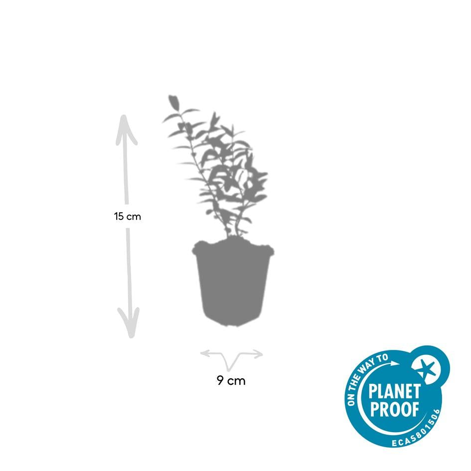 40x Hypericum 'Hidcote' - ↕10-25cm - Ø9cm