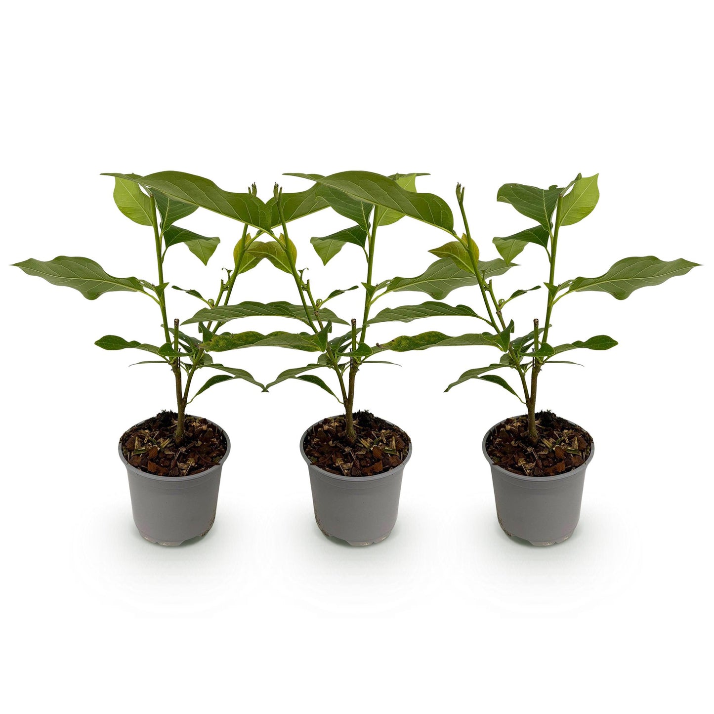 GreenboutiQ - Gartenpflanze - Magnolia liliiflora Nigra - Blüte Lila - 3 Pflanzen - Laubabwerfend - Wenig Pflege - Topf 12cm Höhe 30cm