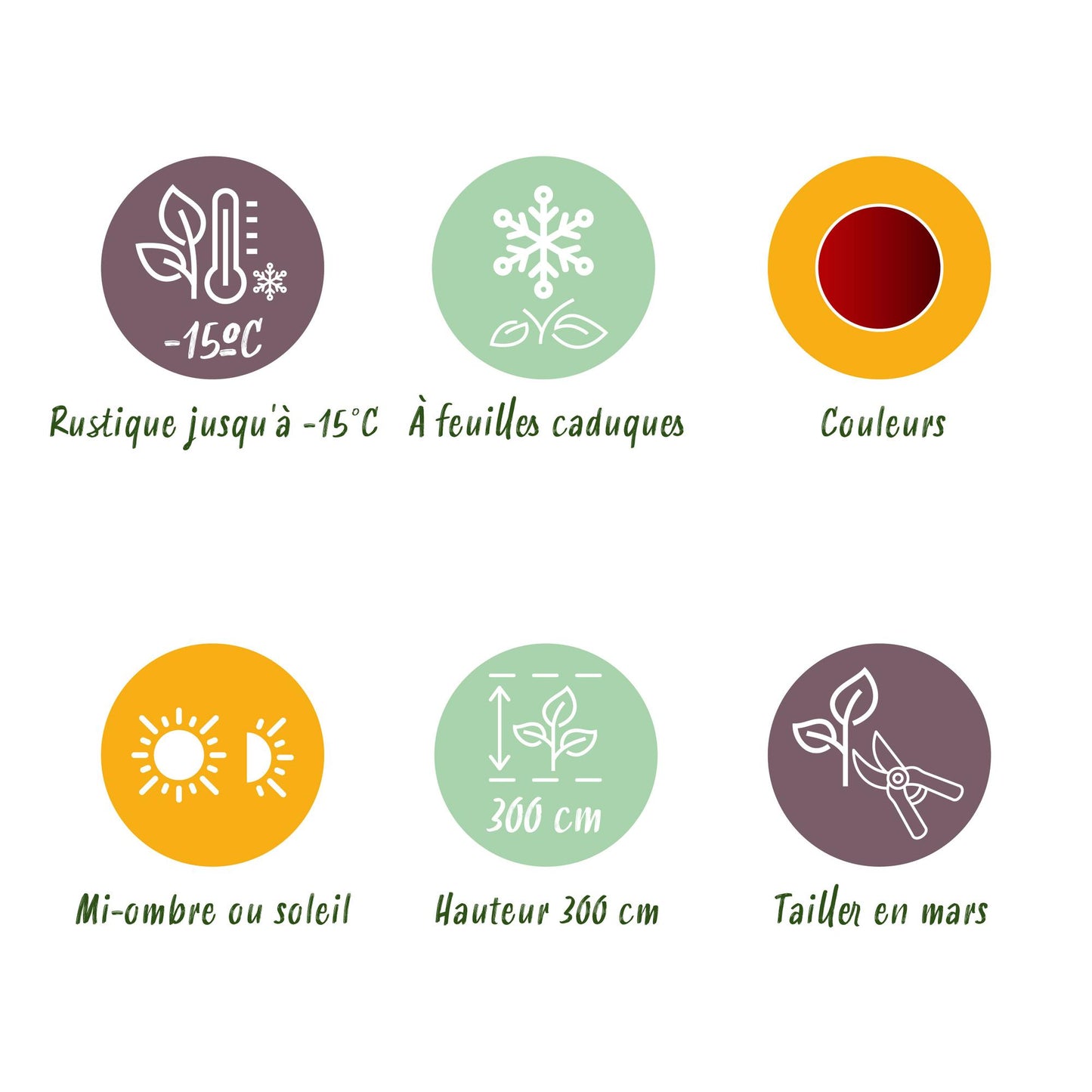 GreenboutiQ - Balkonpflanze - Japanischer Ahorn - Acer palmatum Jerre Swarts - Dunkelrot - 1 Pflanze - Laubabwerfend - Topf 19cm Höhe 70cm