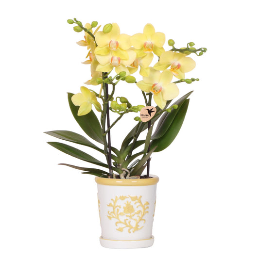 Kolibri Orchids | Gelbe Orchidee Albenga + Malaga Ziertopf Gelb - Topfgröße Ø9cm | Blühende Zimmerpflanze - Frisch vom Züchter