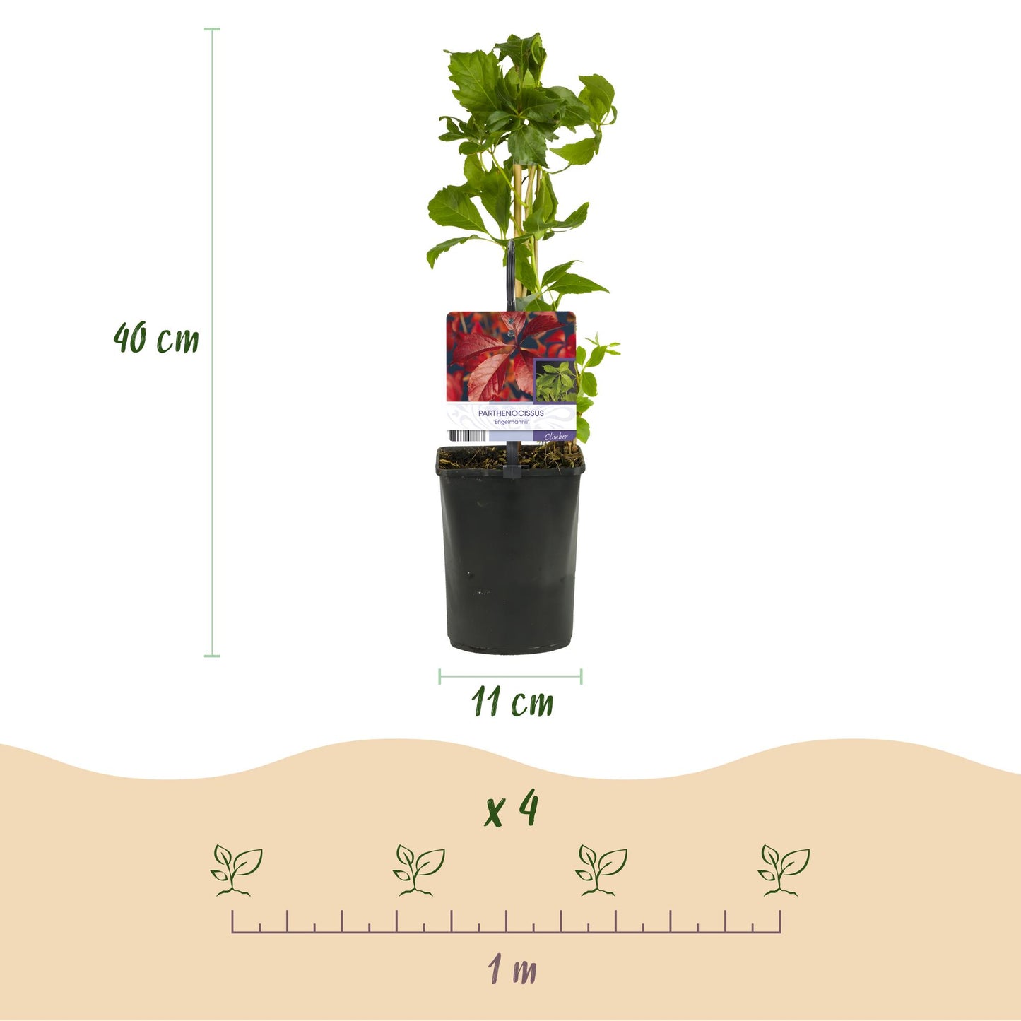 GreenboutiQ - Wilde Wein - Parthenocissus Engelmannii - Blatt Grün später Rot - Wenig Pflege - 2 Pflanzen - Topf 11cm Höhe 40cm