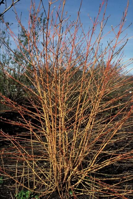 20x Cornus sang. 'Anny's Winter Orange' - ↕10-25cm - Ø9cm