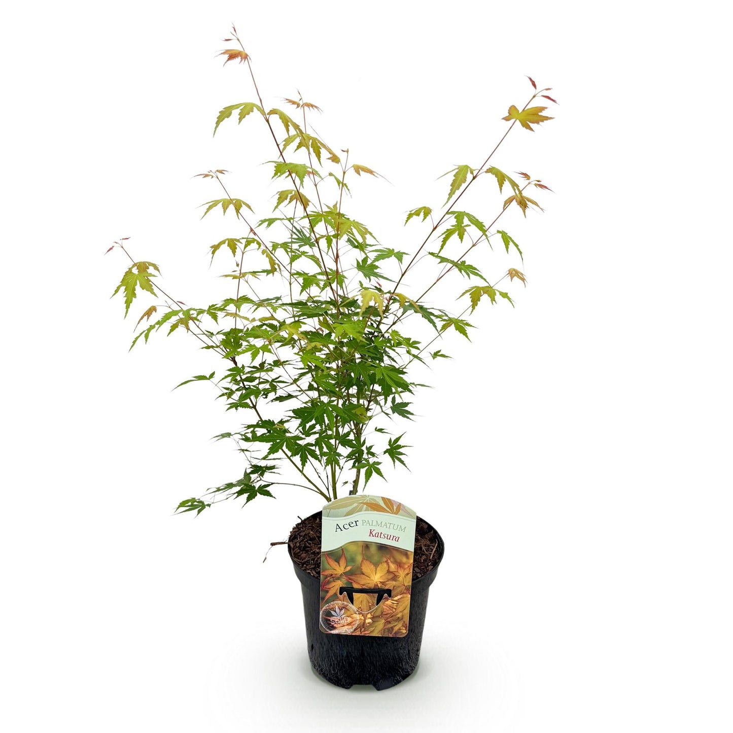 GreenboutiQ - Balkonpflanze - Japanischer Ahorn - Acer palmatum Katsura - Orange - 1 Pflanze - Laubabwerfend - Topf 19cm Höhe 70cm