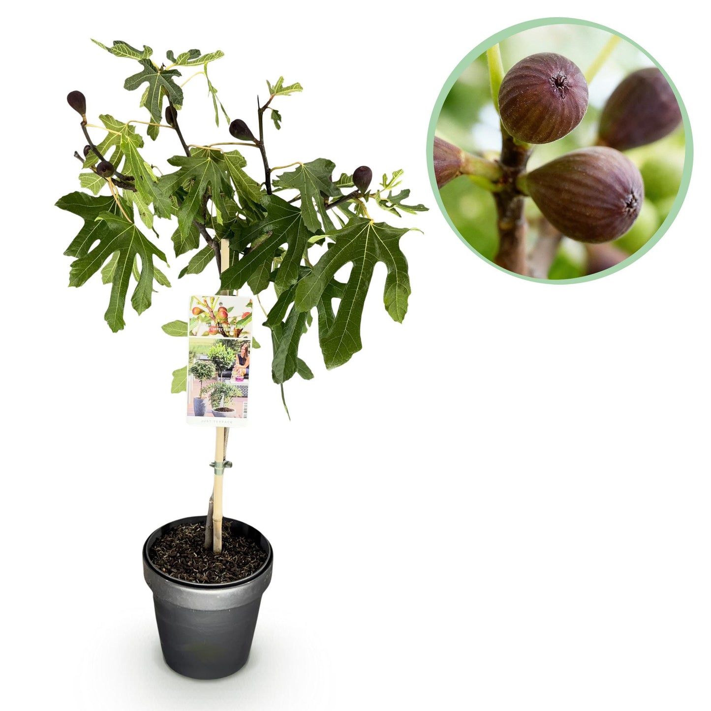 GreenboutiQ - Stamm Pflanze - Ficus carica Little Miss Figgy - Terrassen Pflanze - Laubabwerfend - Winterhart - Grüne Frucht - Topf 19cm Höhe 90cm