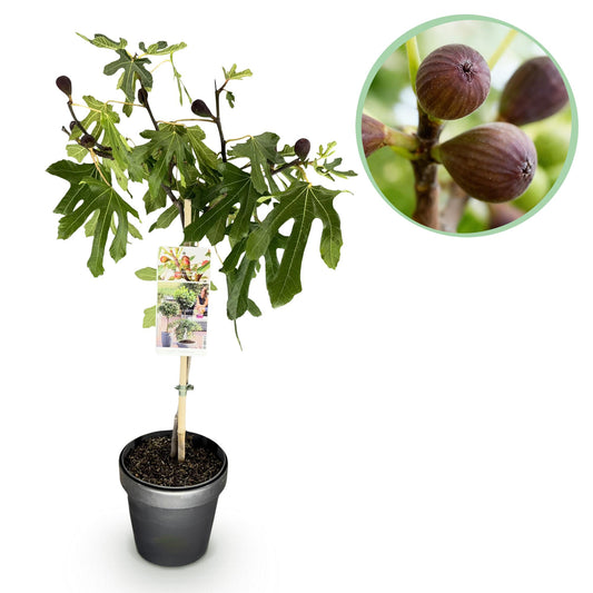 GreenboutiQ - Stamm Pflanze - Ficus carica Little Miss Figgy - Terrassen Pflanze - Laubabwerfend - Winterhart - Grüne Frucht - Topf 19cm Höhe 90cm