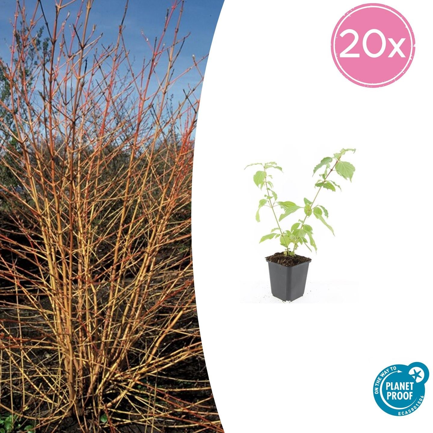 20x Cornus sang. 'Anny's Winter Orange' - ↕10-25cm - Ø9cm