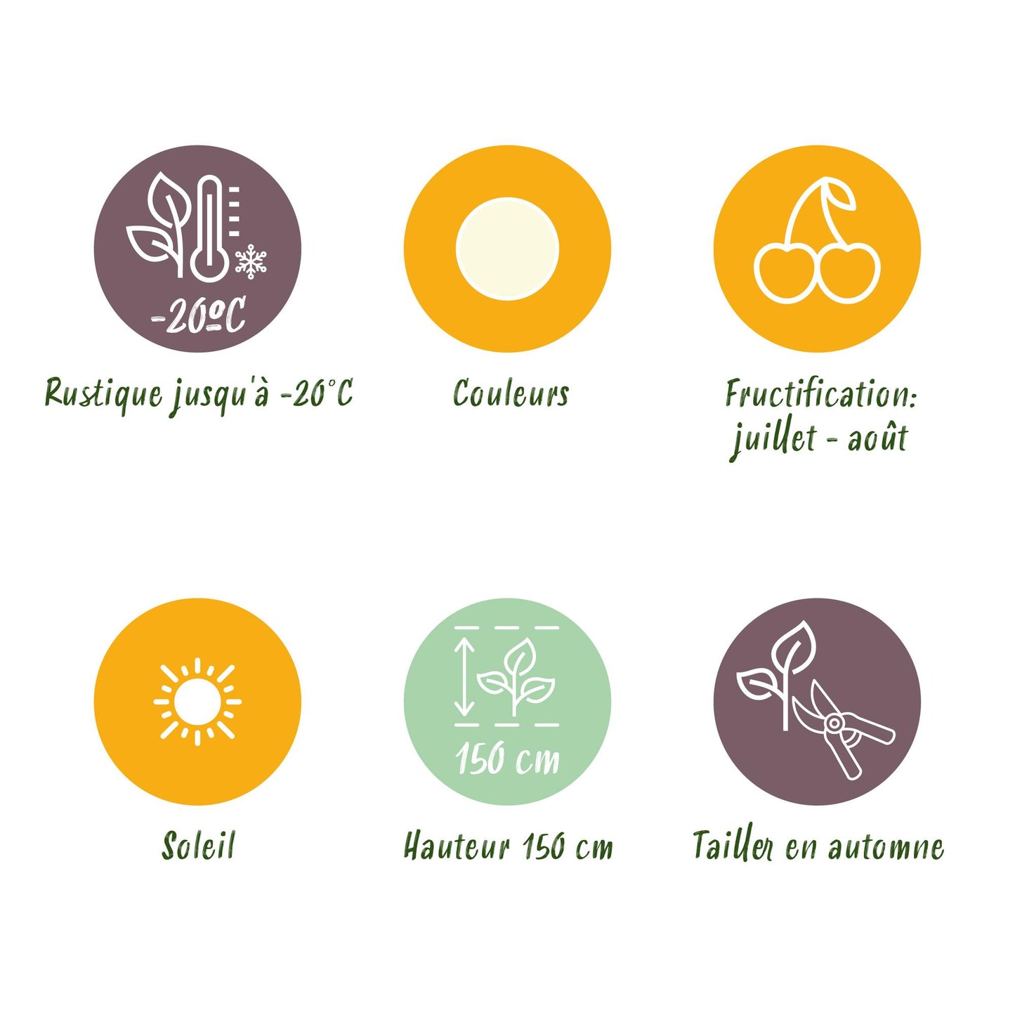 GreenboutiQ - Obstpflanzen - Witte Bes - Ribes rubrum Witte Hollander - Winterhart - 3 Pflanzen - Topf 9 cm - Witte Bes