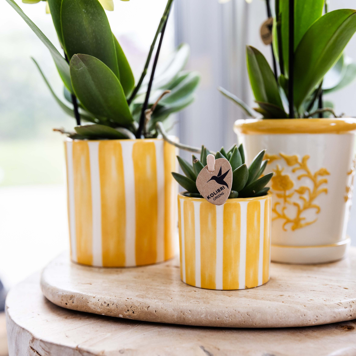 Kolibri Orchids | Ostergeschenkset Klein | Grüne Pflanze mit gelber Phalaenopsis-Orchidee in Painted Stripe Übertöpfen auf weißem organischen Tablett