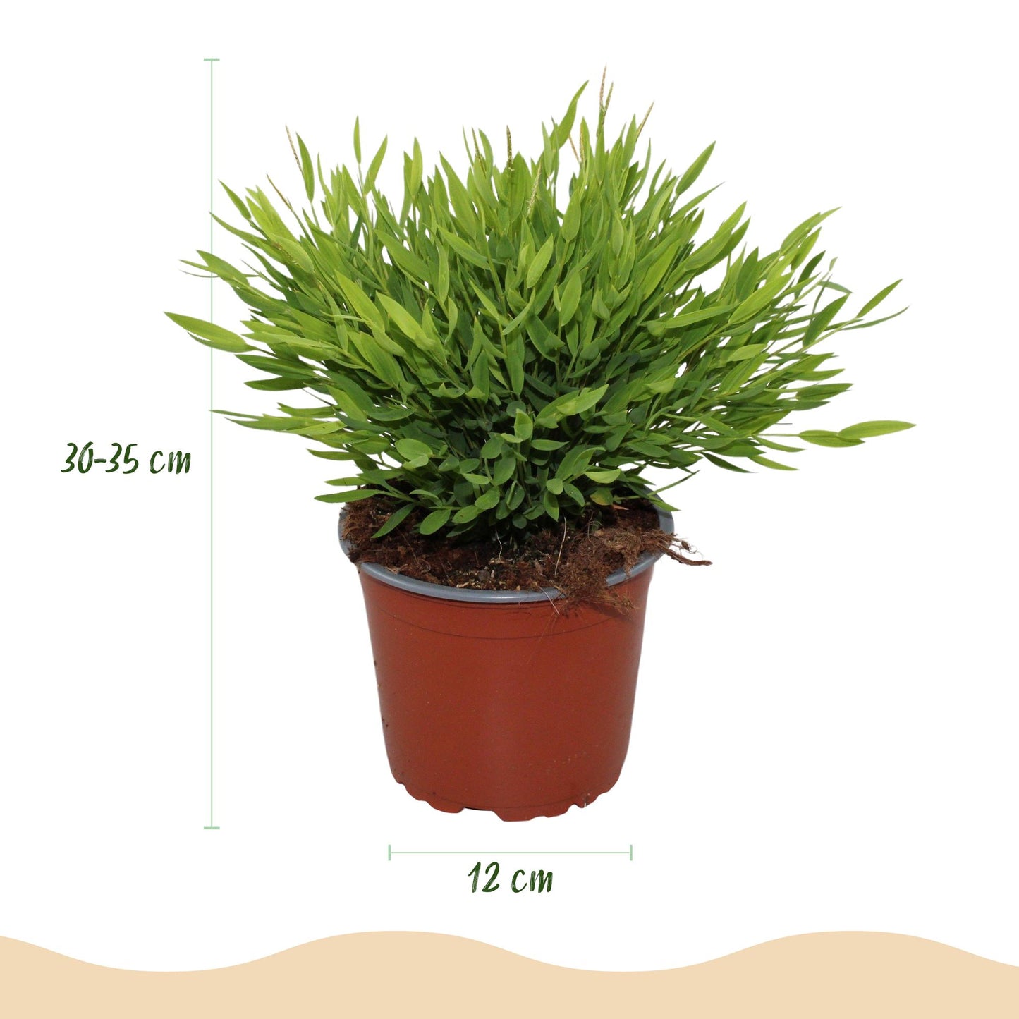 Green boutiQ - Zimmerpflanze - Bamusa Pogonatherum Monica - Bambusgras - Haustierfreundlich - Grün - 4 Pflanzen - Topf 12cm - Höhe 30-35cm