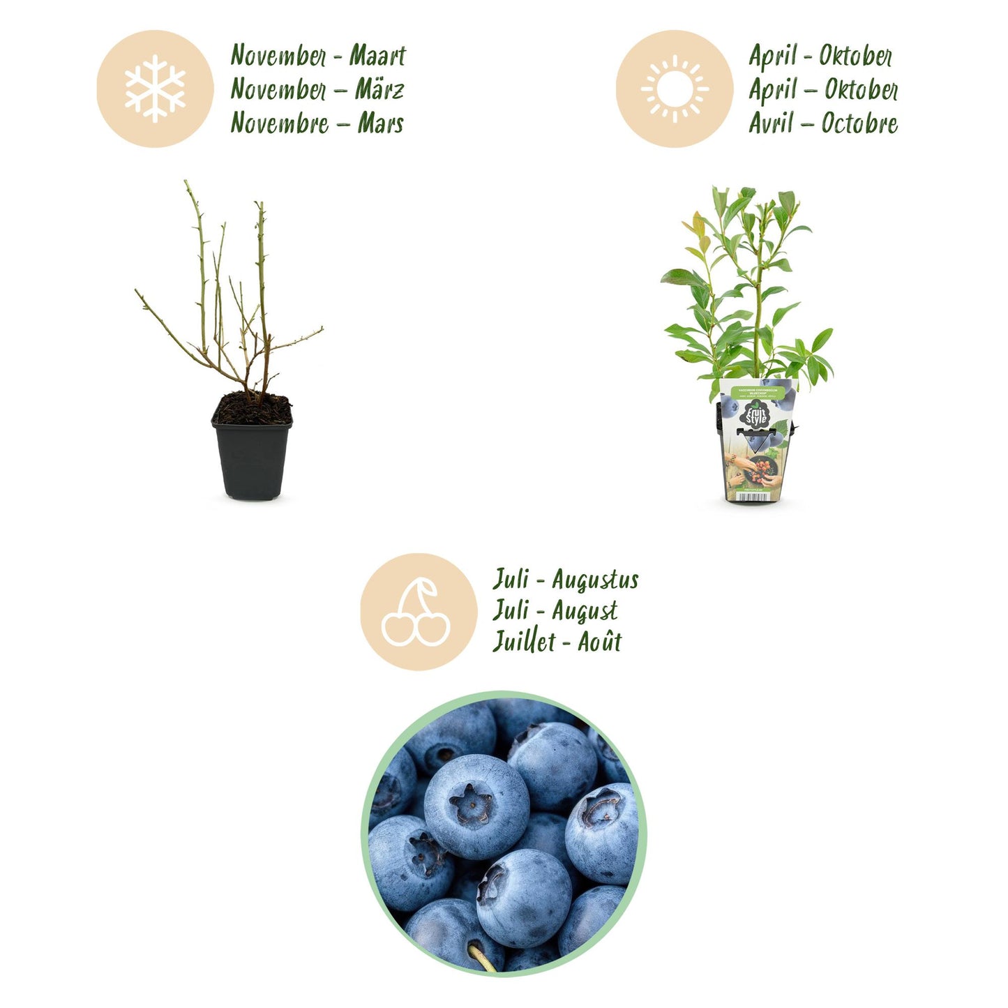 GreenboutiQ - Obstpflanzen - Blaubeere - Vaccinium corymbossum Bluegold - Winterhart - 3 Pflanzen - Topf 9 cm - Blaubeere