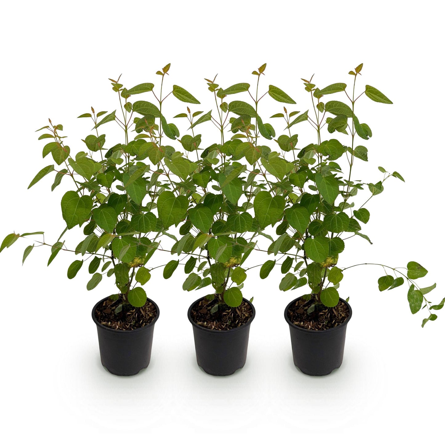 GreenboutiQ - Gartenpflanze - Cercidiphyllum japonicum - Grün 3 Pflanzen - Laubabwerfend - Wenig Pflege - Topf 12cm Höhe 35cm