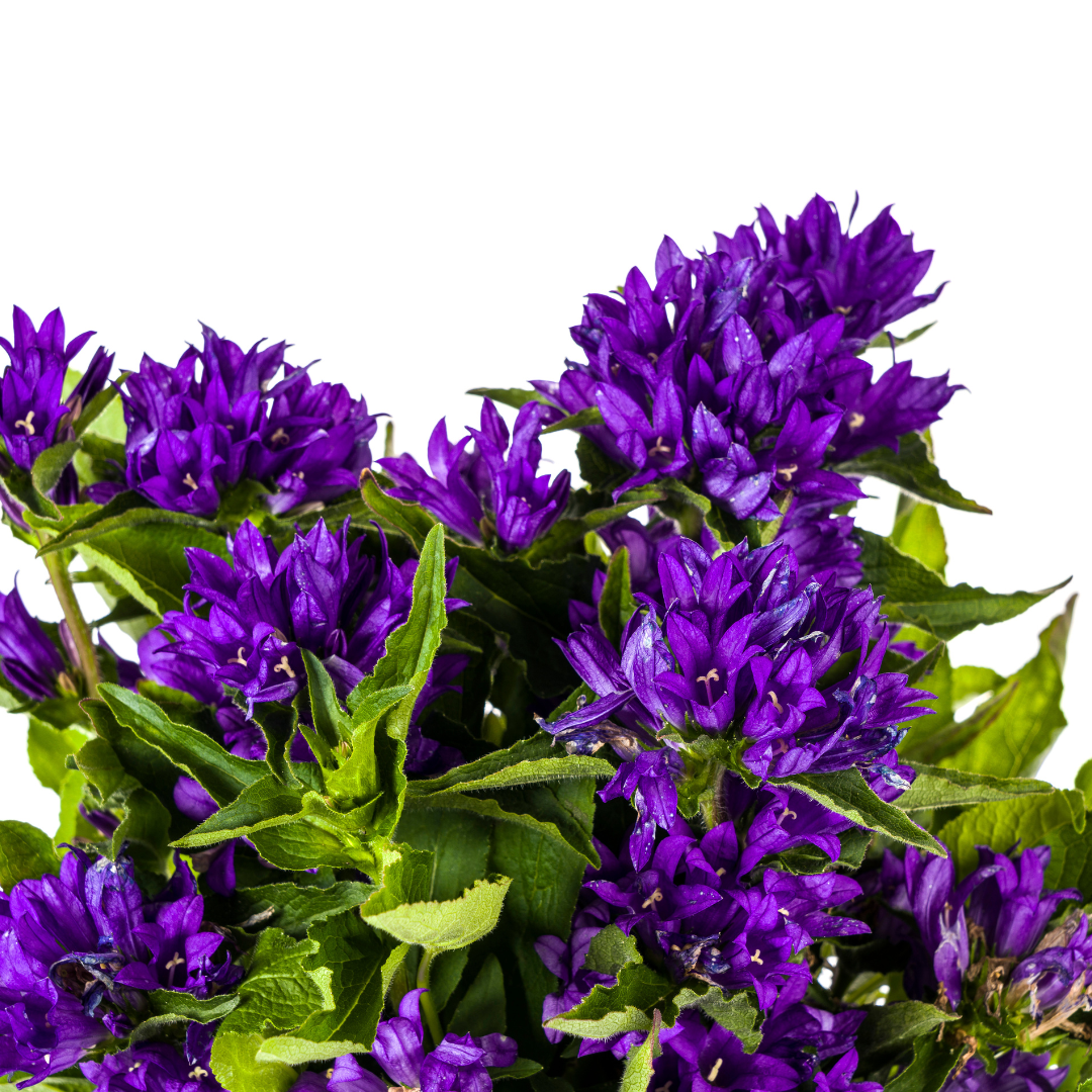 Campanula Glomerata Genti Blue Ø19cm - ↕30 - 40cm