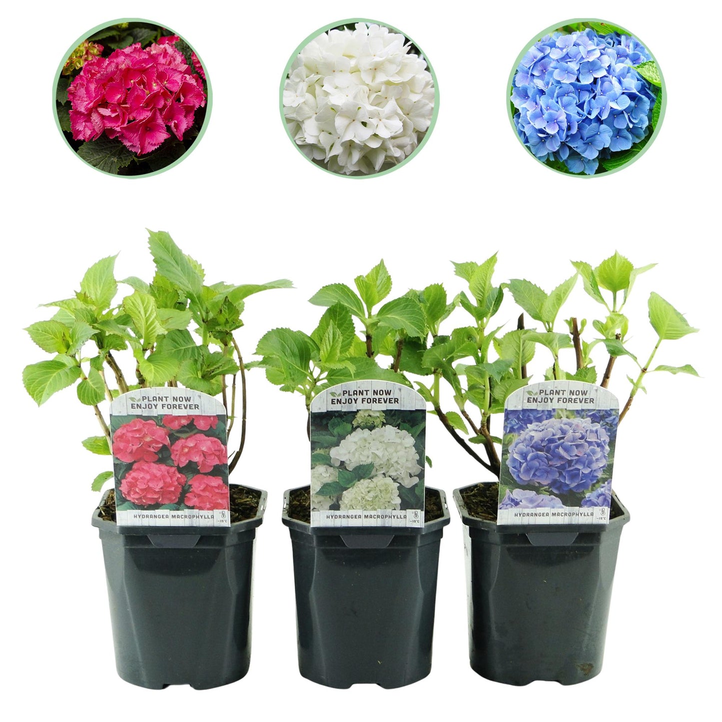 GreenboutiQ - Hortensie - Hydrangea macrophylla Tricolour - Blüte Blau, Rosa und Weiß - 3 Pflanzen - Laubabwerfend - Wenig Pflege - Topf 17cm Höhe 30cm