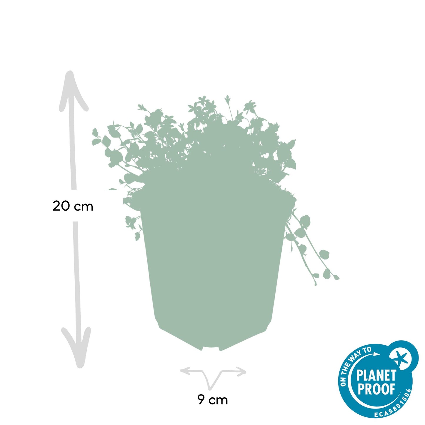 40x Isotoma fluviatilis - ↕10-25cm - Ø9cm