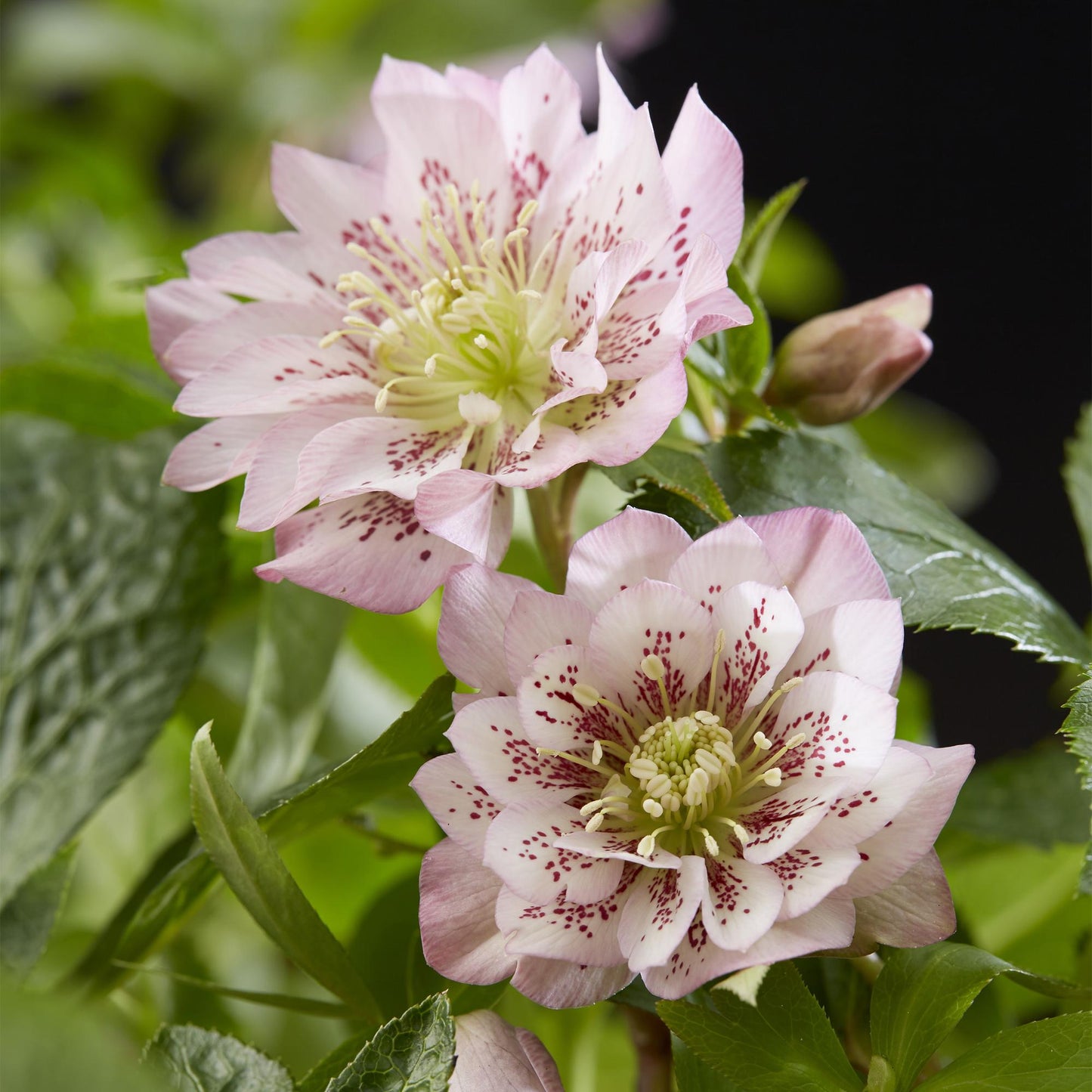 GreenboutiQ - Gartenpflanze - Lenzrose - Helleborus orientalis Double Ellen Pink - Rosa Blüte - 2 Pflanzen - Immergrün - Topf 14cm Höhe 35cm