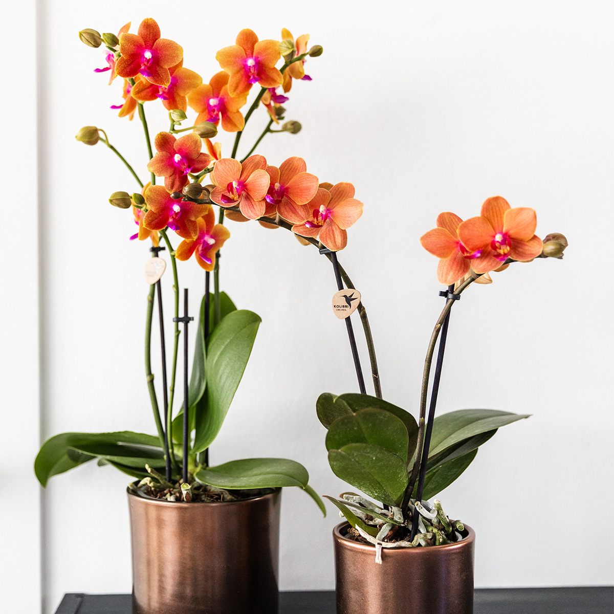 Kolibri Orchids | KOMBI ANGEBOT von 4 duftenden orangefarbenen Phalaenopsis-Orchideen - Topfgröße Ø12cm | blühende Zimmerpflanze - frisch vom Züchter