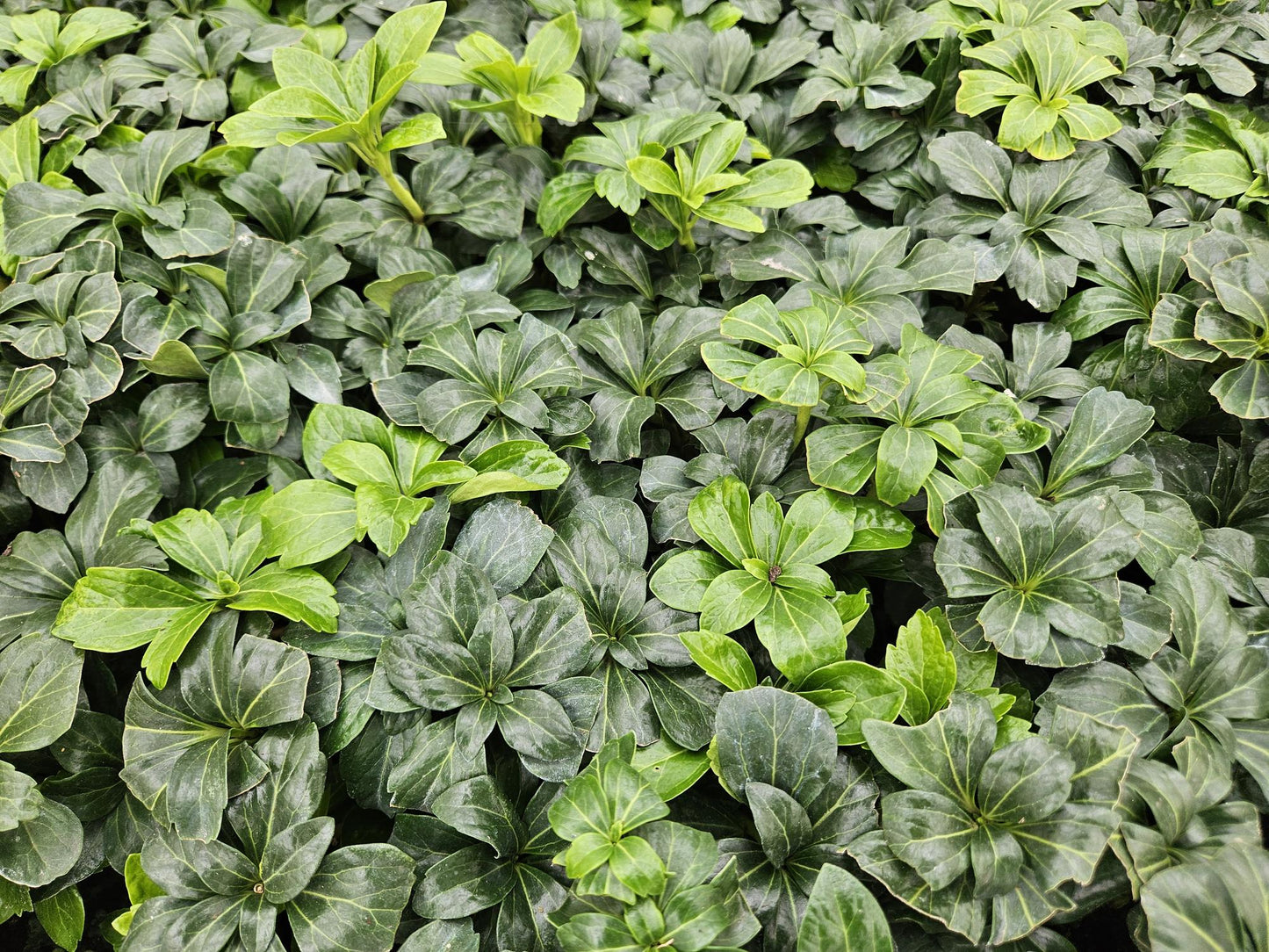 20x Pachysandra term. 'Green Sheen' - ↕10-25cm - Ø9cm
