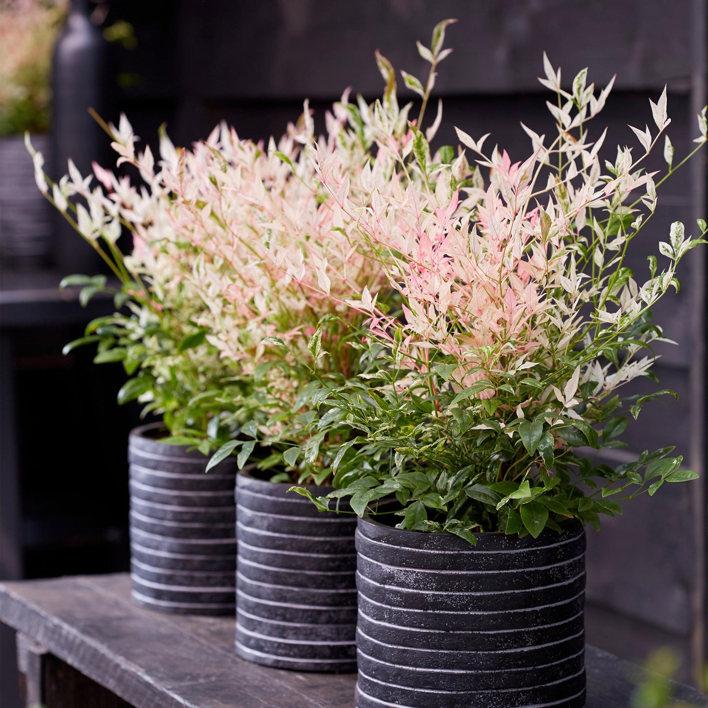 GreenboutiQ - Gartenpflanze - Nandina Twilight - Bunt & Rosa - 2 Pflanzen - Immergrün - Wenig Pflege - Topf 17cm Höhe 45cm