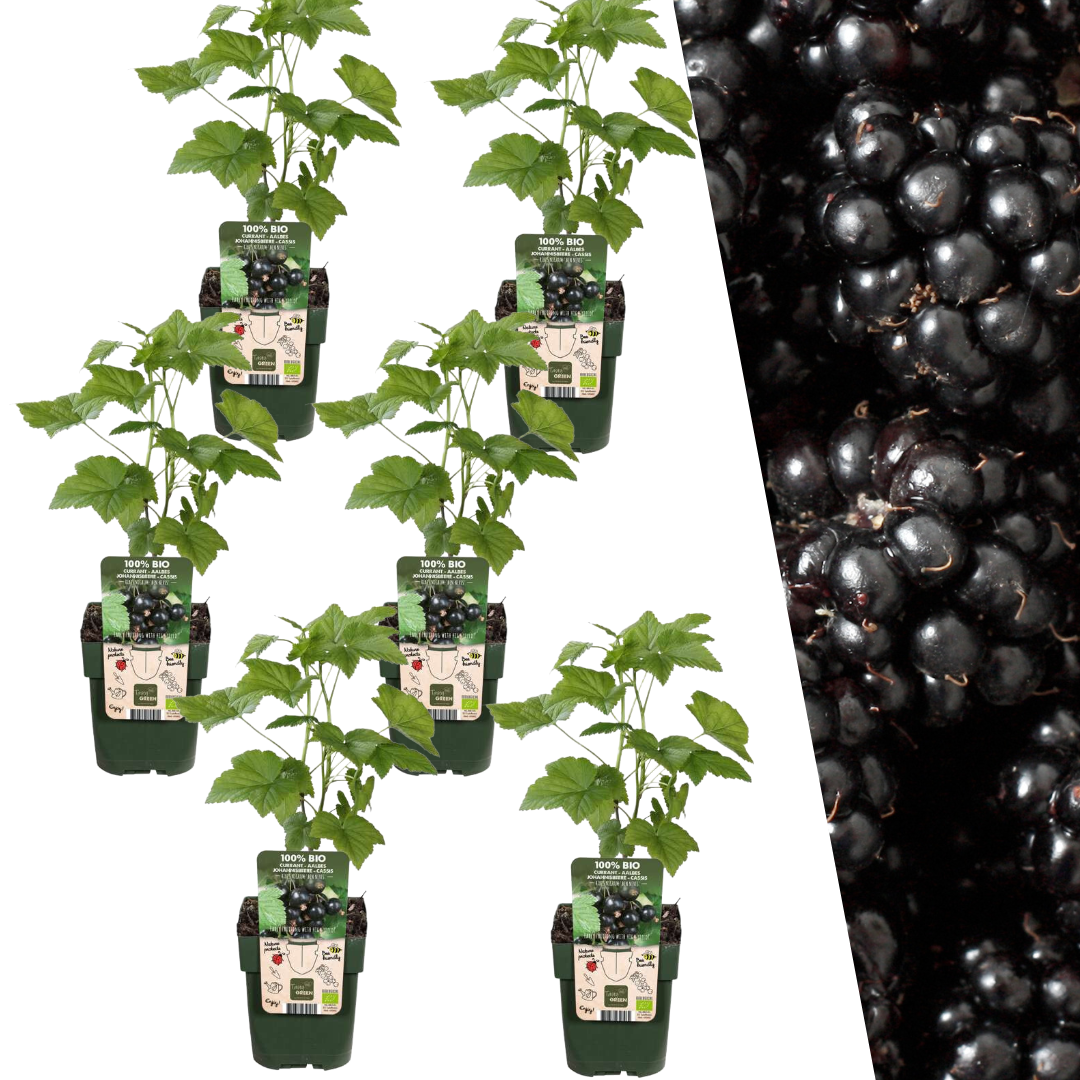 6 x Brombeerenpflanzen BIO - Ø 13 cm - ↨ 20 cm