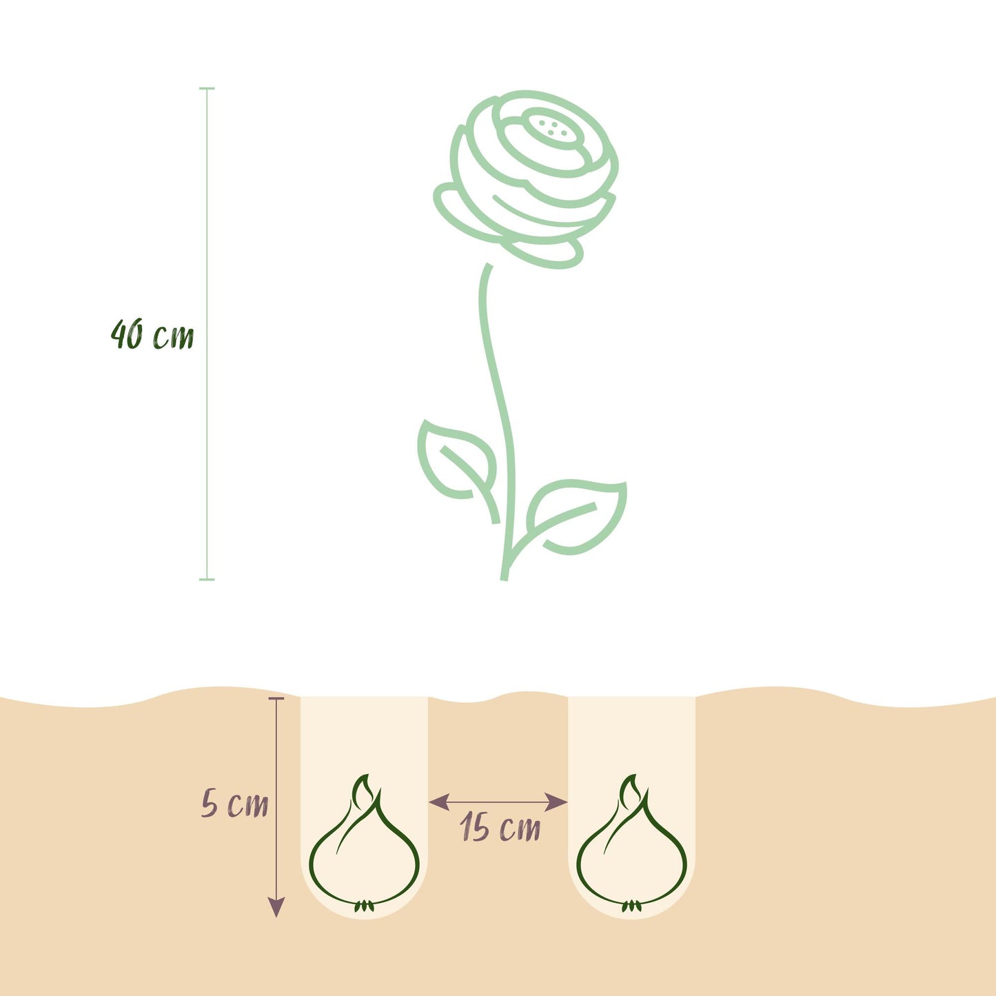 GreenboutiQ - Blumenzwiebeln - Ranunculus Mix - Verschiedene Farben - 40 Stück - Zwiebelgröße 5/6 - XXL Pack
