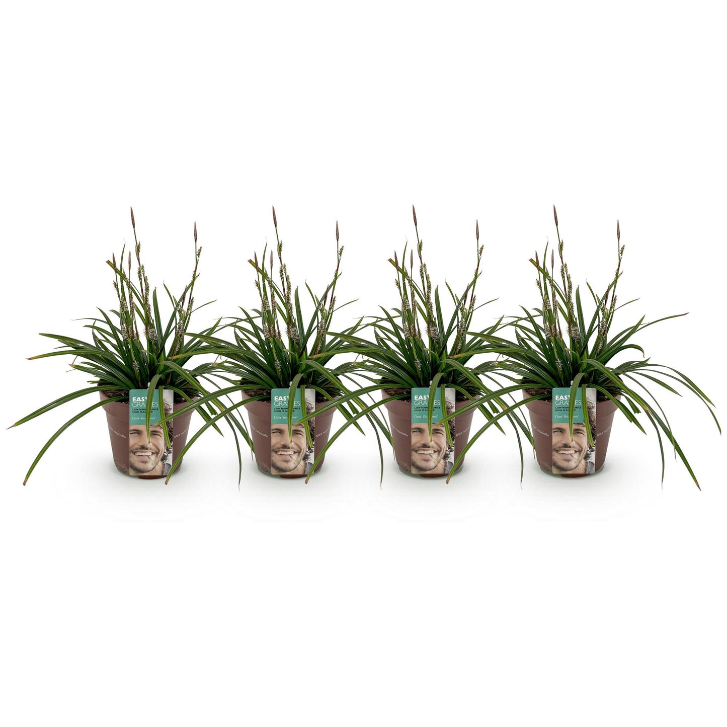 GreenboutiQ - Ziergräser - Carex morrowii Irish Green - Grün & Gelb - 4 Pflanzen - Immergrün - Pflegeleicht - Topf 17cm Höhe 50cm