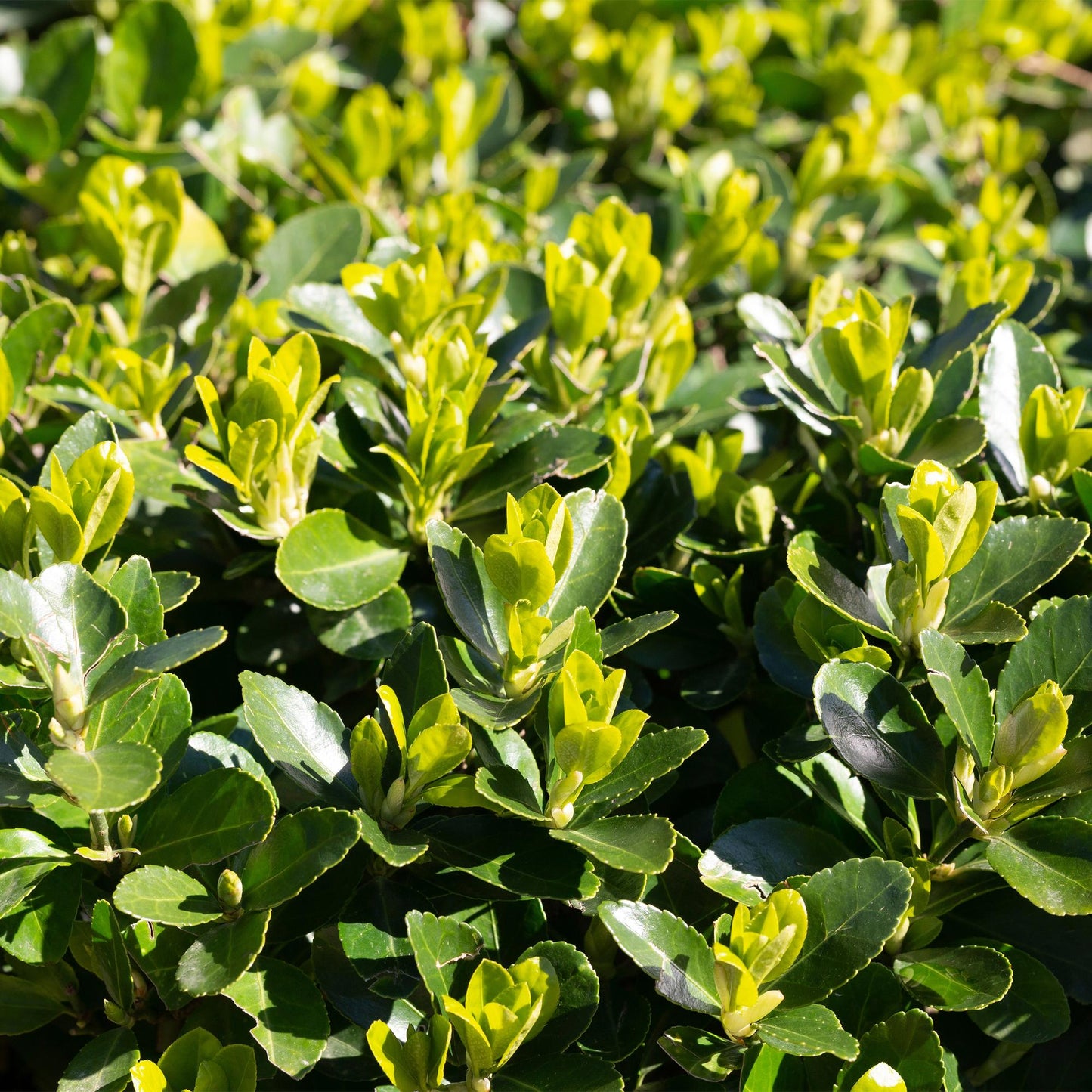 GreenboutiQ - Heckenpflanzen - Euonymus japonica Green Spire - Blatt grün - 6 Pflanzen - 1 laufender Meter - immergrün - Topf 17cm Höhe 40cm