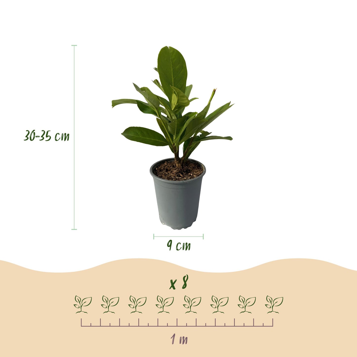GreenboutiQ - Heckenpflanzen - Prunus laurocerasus Rotundifolia - Blatt grün - 8 Pflanzen - 1 laufender Meter - immergrün - Topf 9cm Höhe 30-35cm