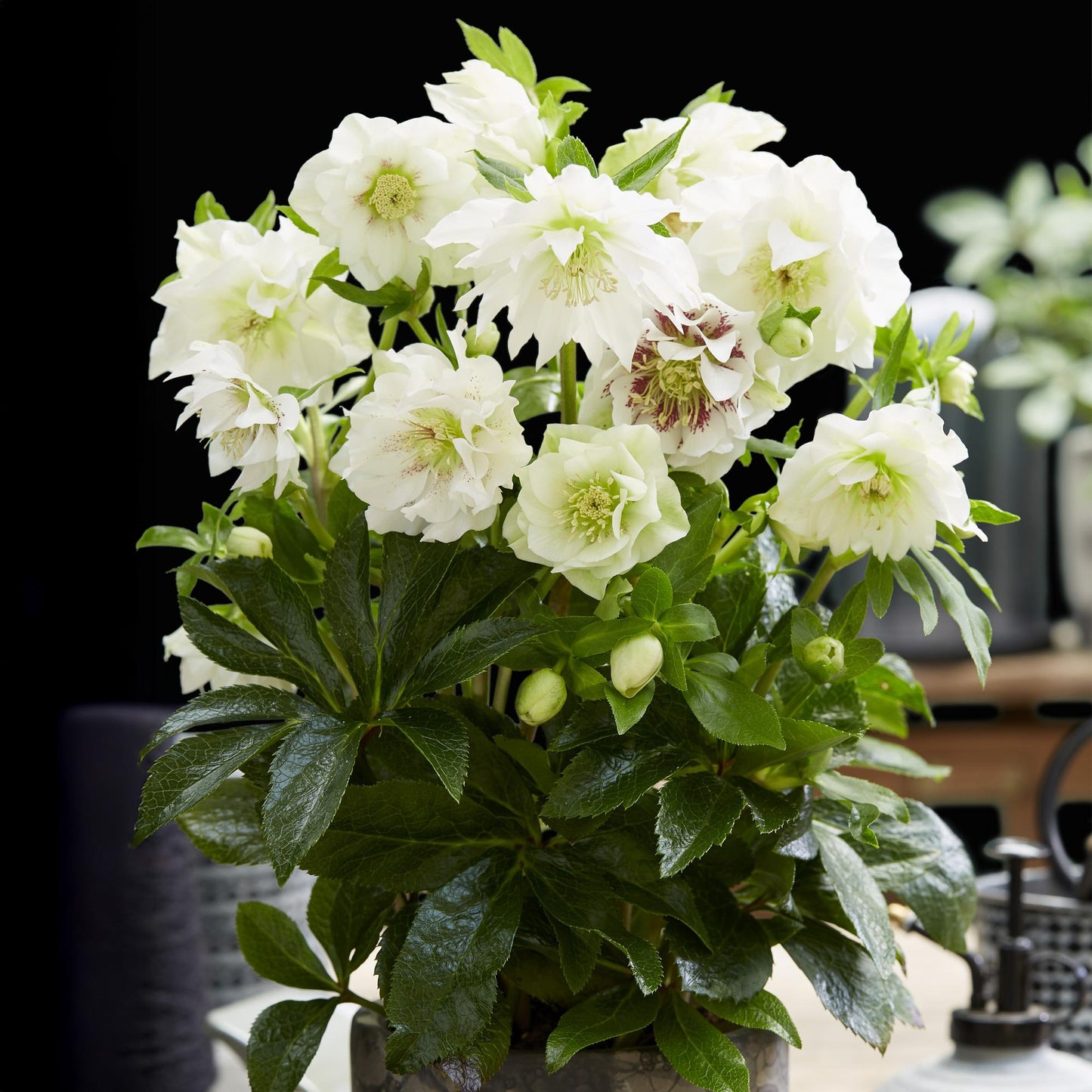 GreenboutiQ - Gartenpflanze - Lenzrose - Helleborus orientalis Double Ellen White - Weiße Blüte - 2 Pflanzen - Immergrün - Topf 14cm Höhe 35cm