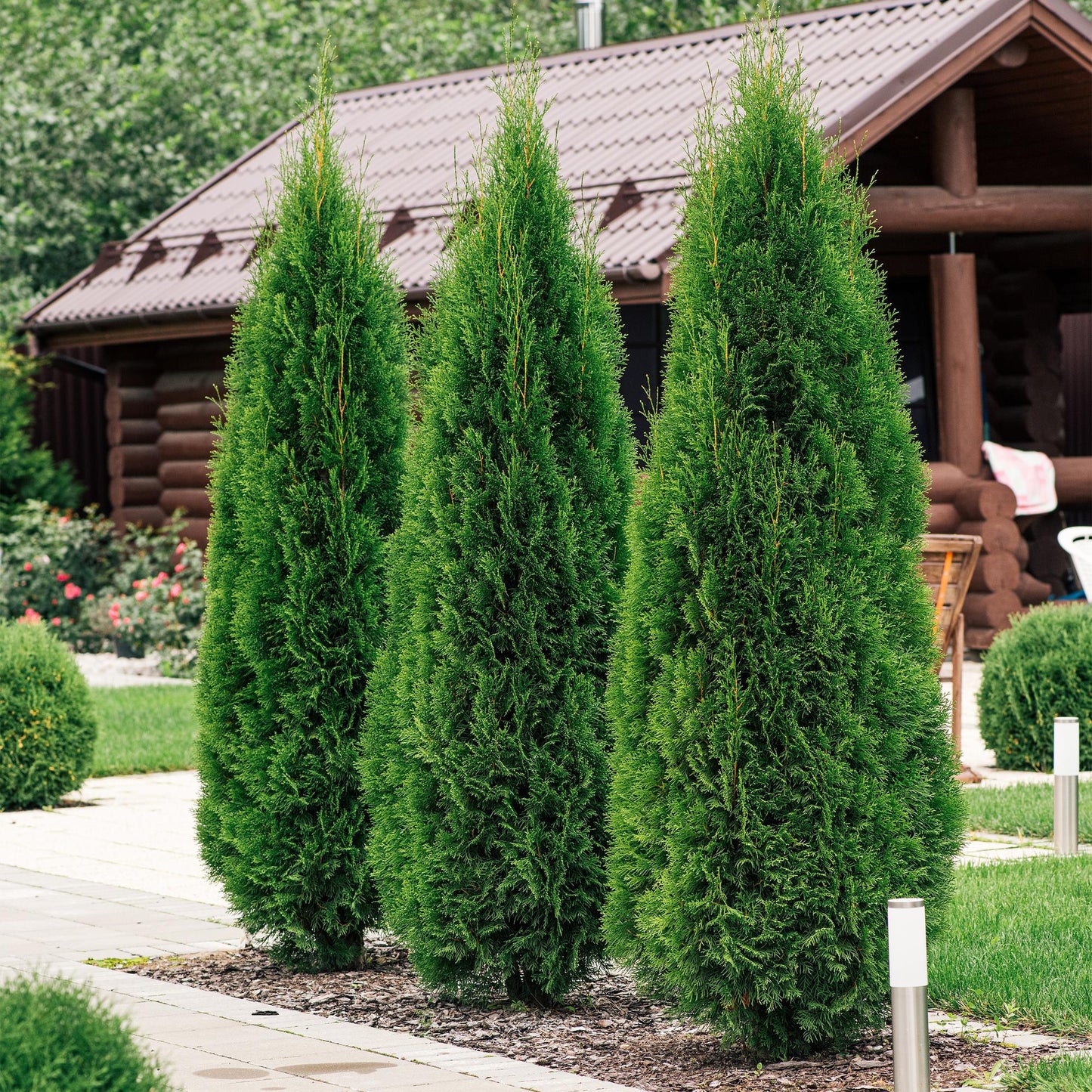 GreenboutiQ - Heckenpflanzen - Thuja occidentalis Smaragd - Blatt grün - 6 Pflanzen - 1 laufender Meter - immergrün - Topf 17cm Höhe 60cm