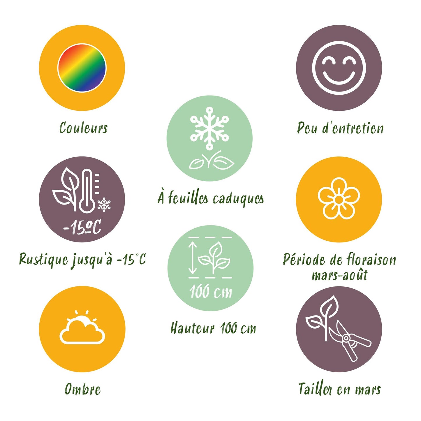 GreenboutiQ - Staudenpaket - Schatten - 8 Stauden - Für 1 m2 - Verschiedene Farben - Wenig Pflege - Topf 11cm