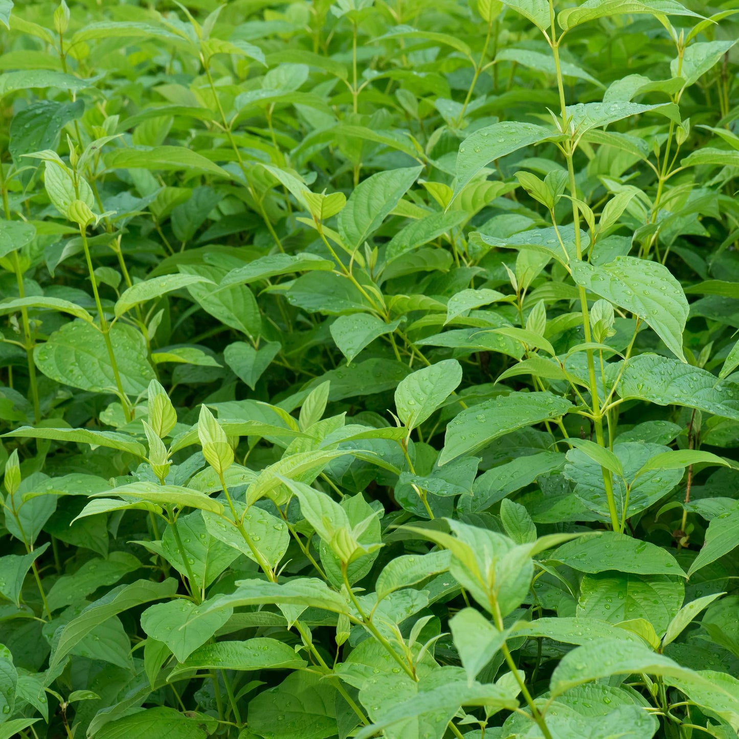 GreenboutiQ - Sträucher - Cornus alba Flaviramea - Grüne Zweige - 1 Pflanze - Laubabwerfend - Wenig Pflege - Topf 17cm Höhe 45cm