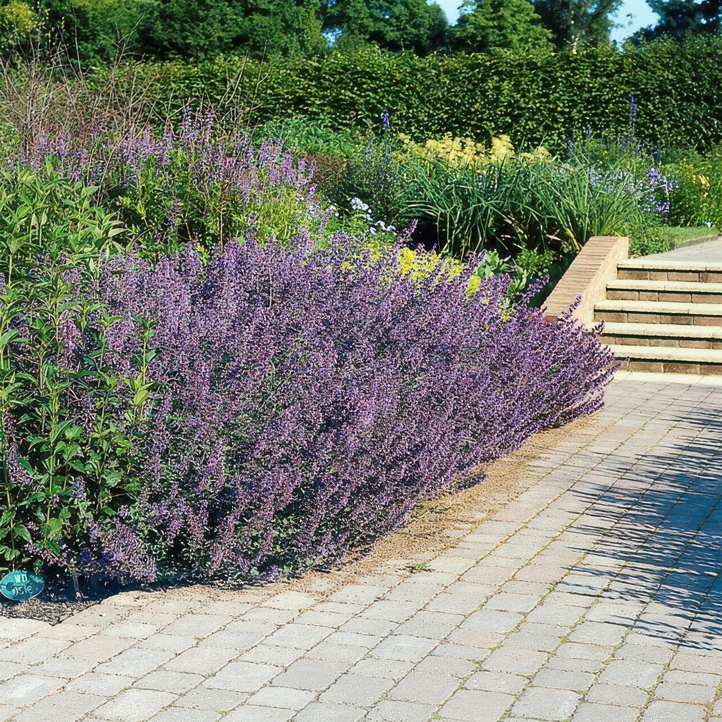 40x Nepeta 'Six Hills Giant' - ↕10-25cm - Ø9cm