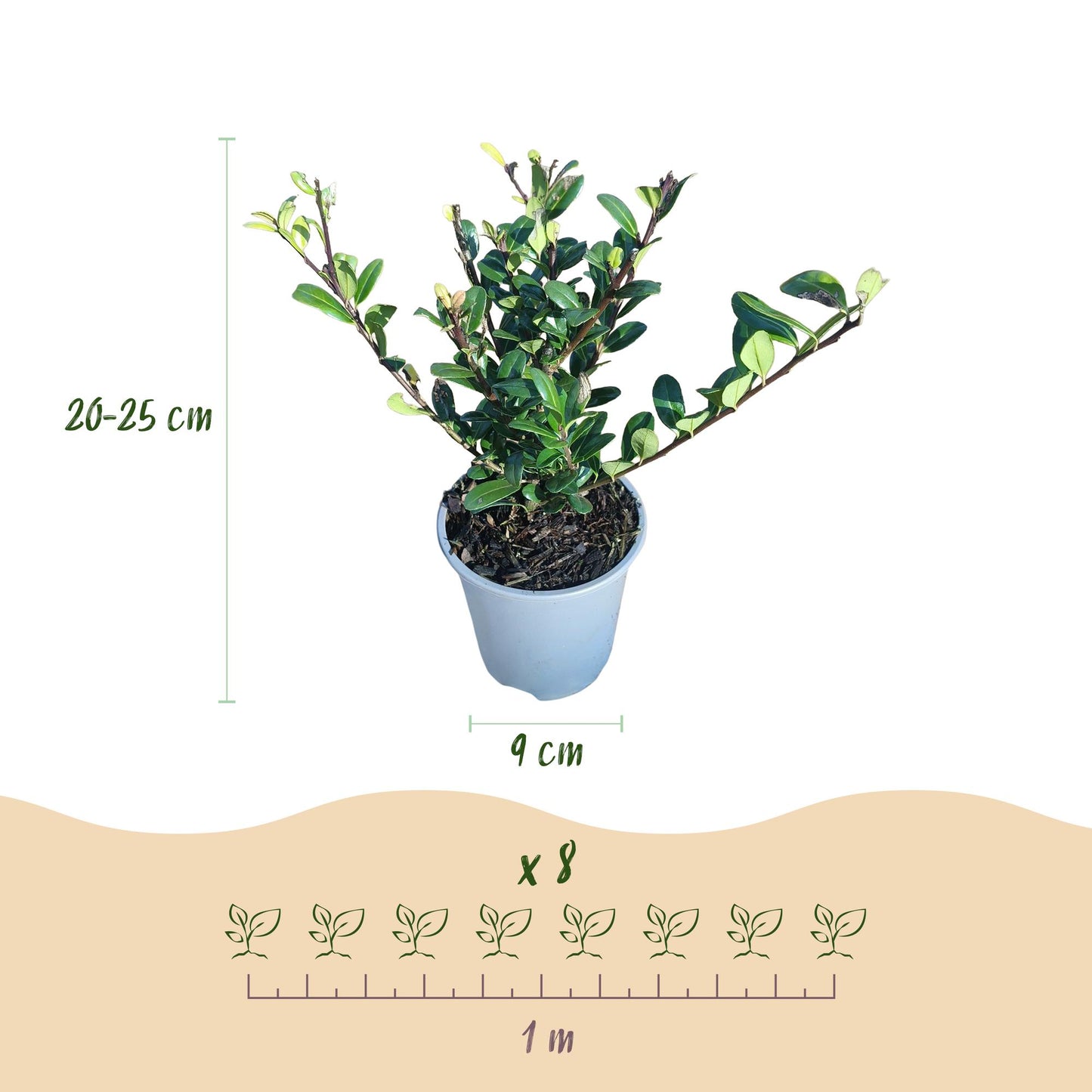 GreenboutiQ - Heckenpflanzen - Ilex crenata Caroline Upright - Blatt Grün - 8 Pflanzen - 1 Laufender Meter - Immergrün - Topf 9cm Höhe 25-30cm