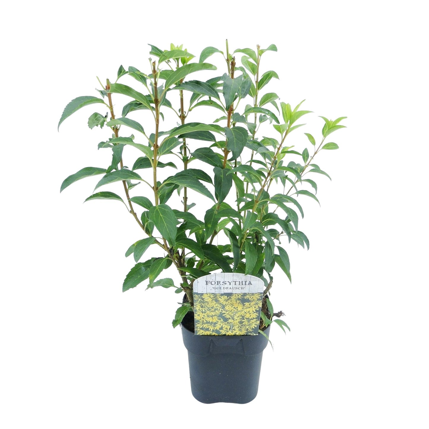 GreenboutiQ - Sträucher - Forsythia intermedia Goldrauch - Blüte Gelb - 1 Pflanze - Laubabwerfend - Wenig Pflege - Topf 17cm Höhe 45cm