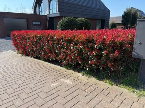 GreenboutiQ - Heckenpflanzen - Photinia fraseri Carre Rouge - rot grün Blatt - 8 Pflanzen - 1 laufender Meter - immergrün - Topf 9cm Höhe 30-35cm