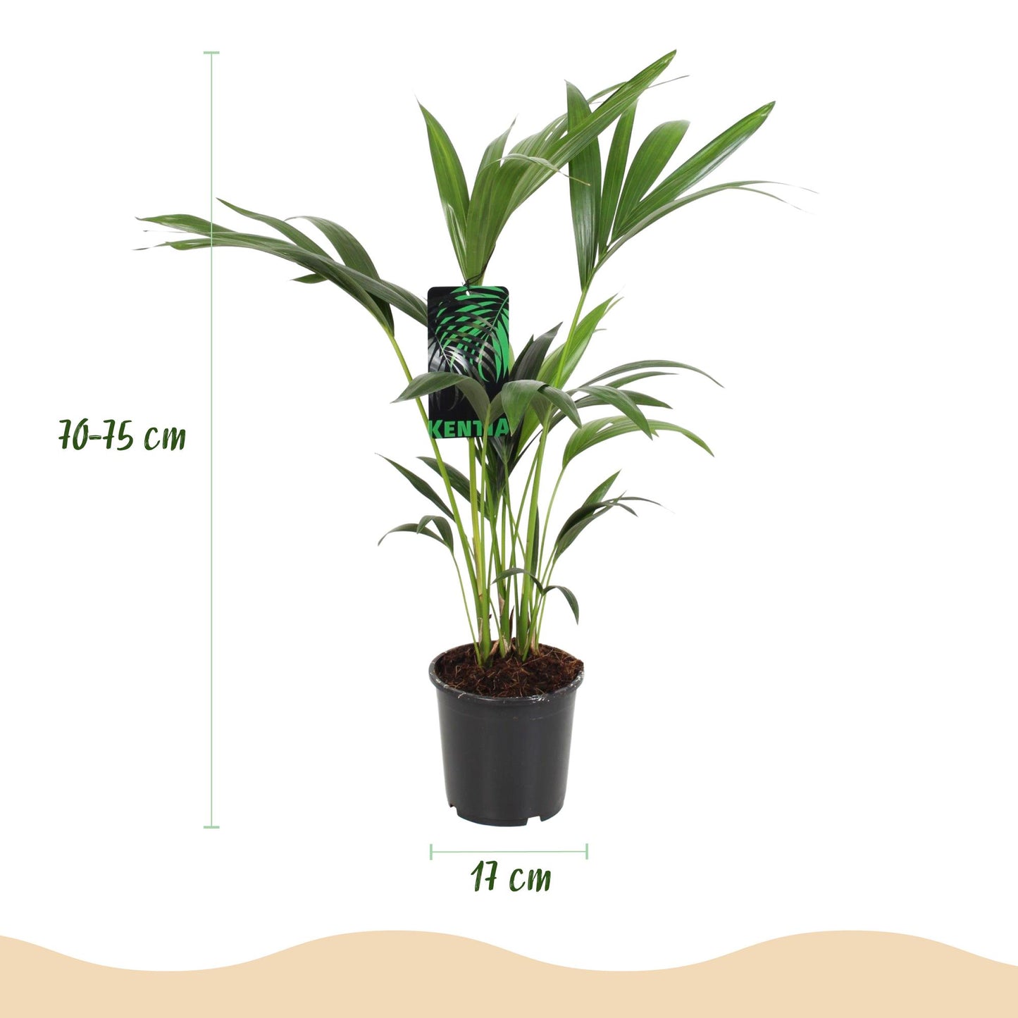 Green boutiQ - Zimmerpflanze - Howea Forsteriana - Kentia-Palme - Wenig Pflege - Grün - 2 Pflanzen - Topf 17cm - Höhe 70-75cm