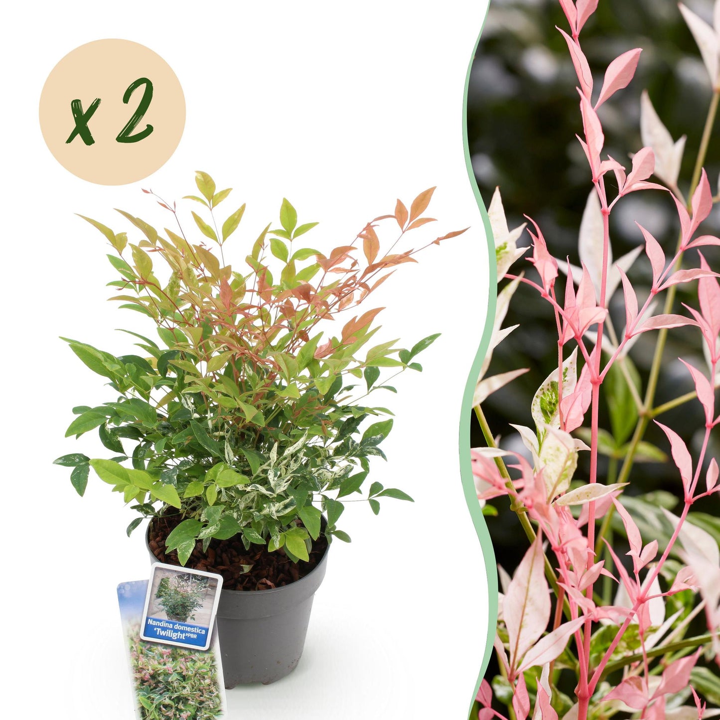 GreenboutiQ - Gartenpflanze - Nandina Twilight - Bunt & Rosa - 2 Pflanzen - Immergrün - Wenig Pflege - Topf 17cm Höhe 45cm