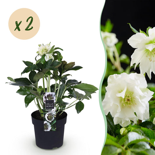GreenboutiQ - Gartenpflanze - Lenzrose - Helleborus orientalis Double Ellen White - Weiße Blüte - 2 Pflanzen - Immergrün - Topf 14cm Höhe 35cm