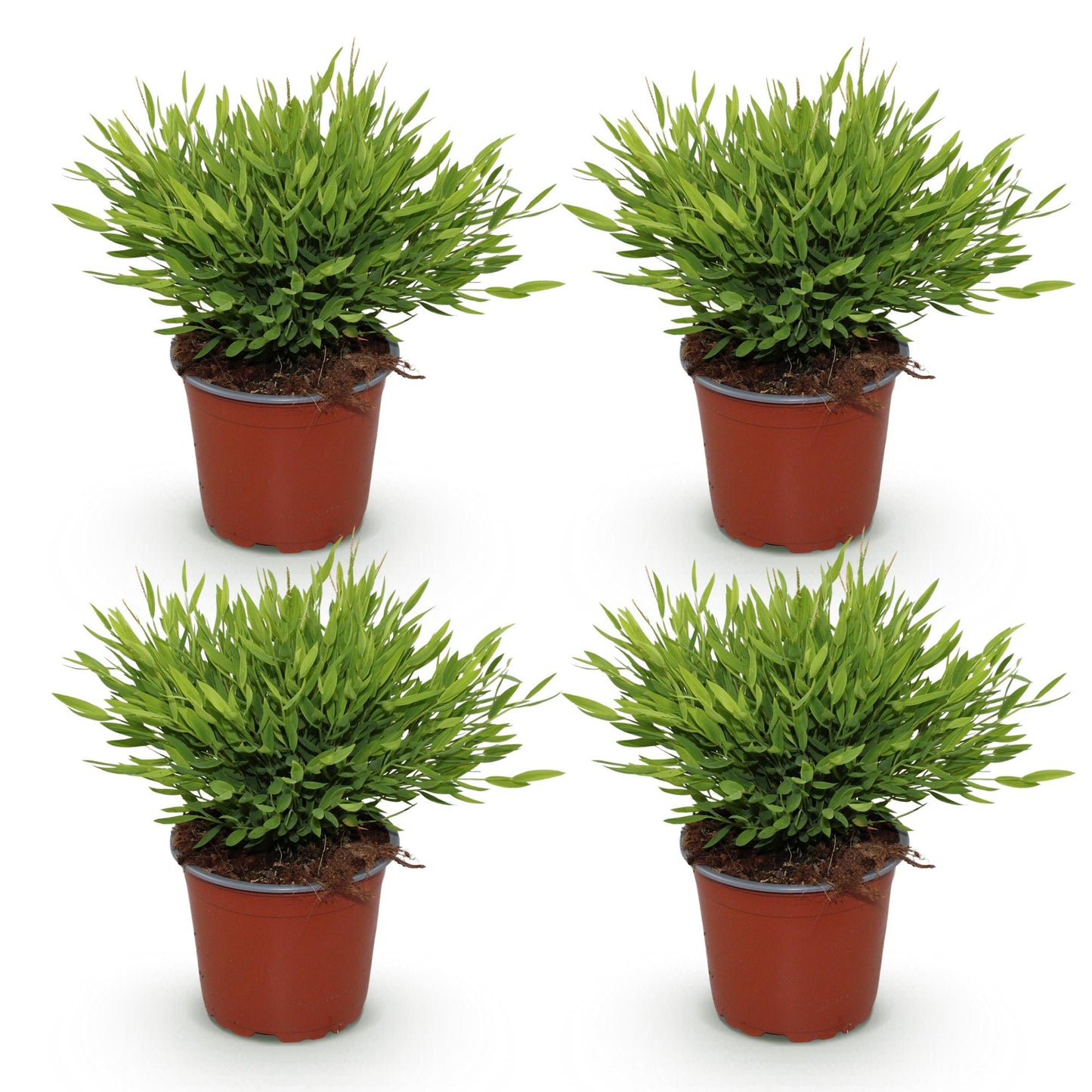 Green boutiQ - Zimmerpflanze - Bamusa Pogonatherum Monica - Bambusgras - Haustierfreundlich - Grün - 4 Pflanzen - Topf 12cm - Höhe 30-35cm