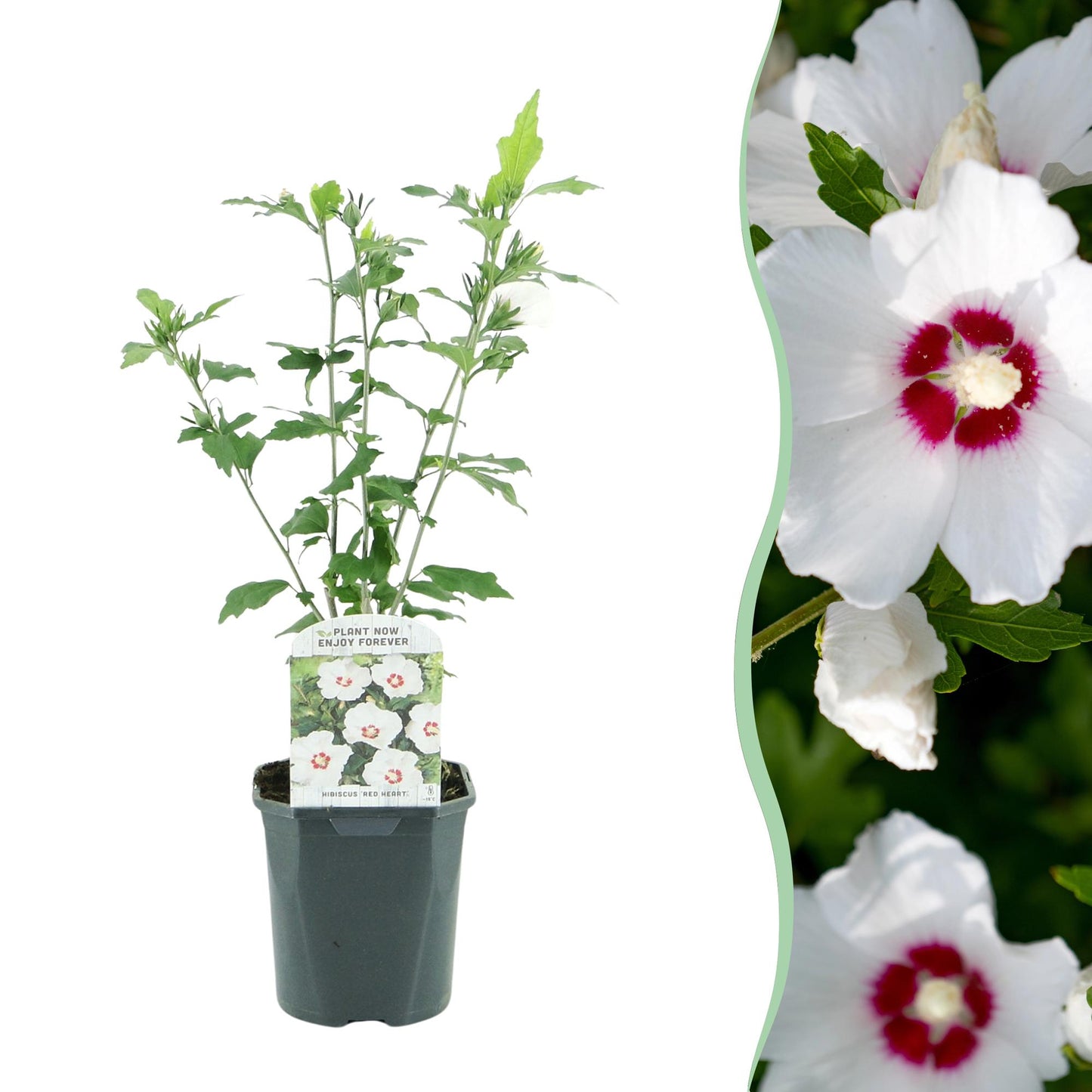 GreenboutiQ - Sträucher - Hibiscus syriacus Red Heart - Blüte Weiß Mit Rotem Herzen - 1 Pflanze - Laubabwerfend - Wenig Pflege - Topf 17cm Höhe 45cm