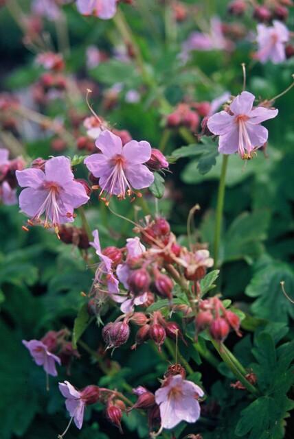 40x Geranium macrorrhizum - ↕10-25cm - Ø9cm