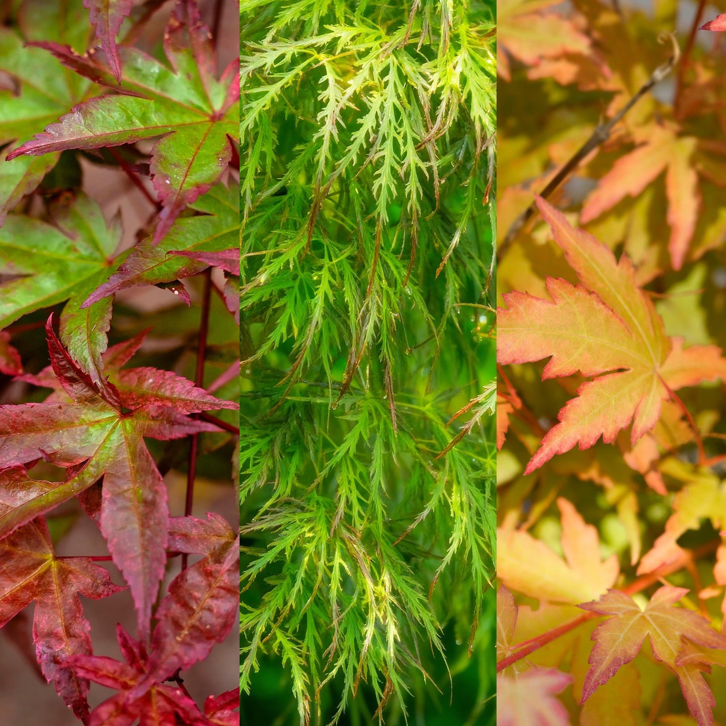 GreenboutiQ - Gartenpflanze - Acer palmatum Tricolour - Rot-Grün-Orange - 3 Pflanzen - Laubabwerfend - Wenig Pflege - Topf 12cm Höhe 35cm