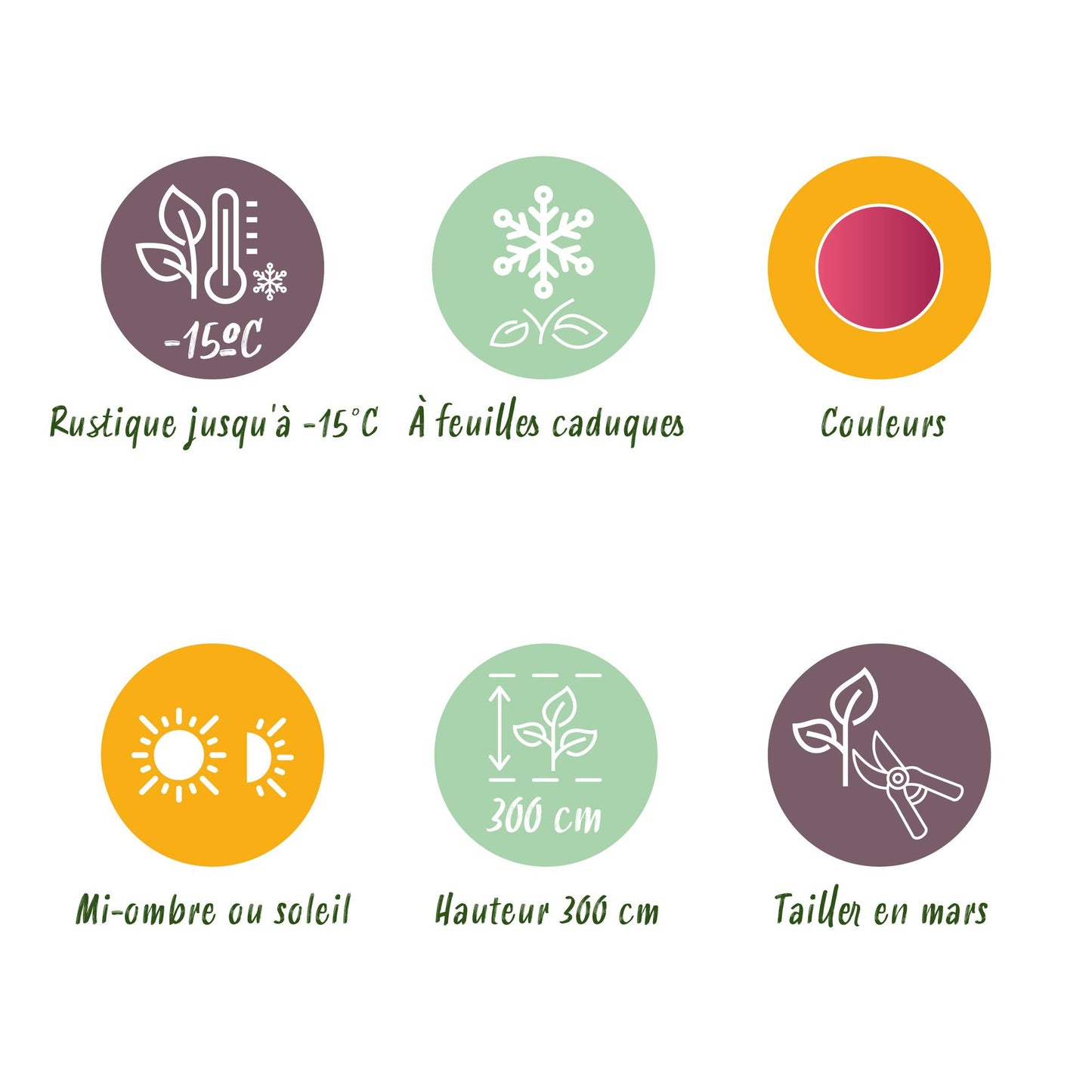 GreenboutiQ - Balkonpflanze - Japanischer Ahorn - Acer palmatum Iyoshi - Rosa - 1 Pflanze - Laubabwerfend - Topf 19cm Höhe 70cm