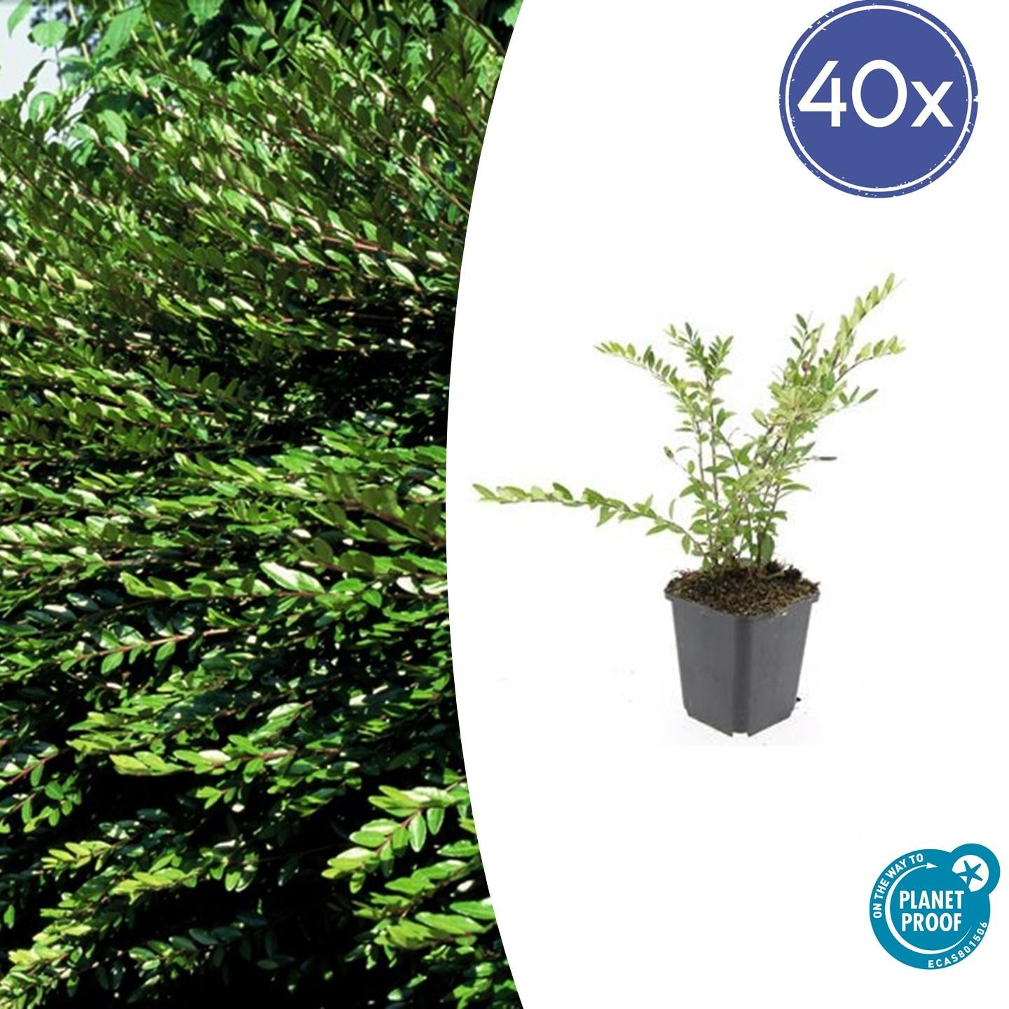 40x Lonicera pileata - ↕10-25cm - Ø9cm